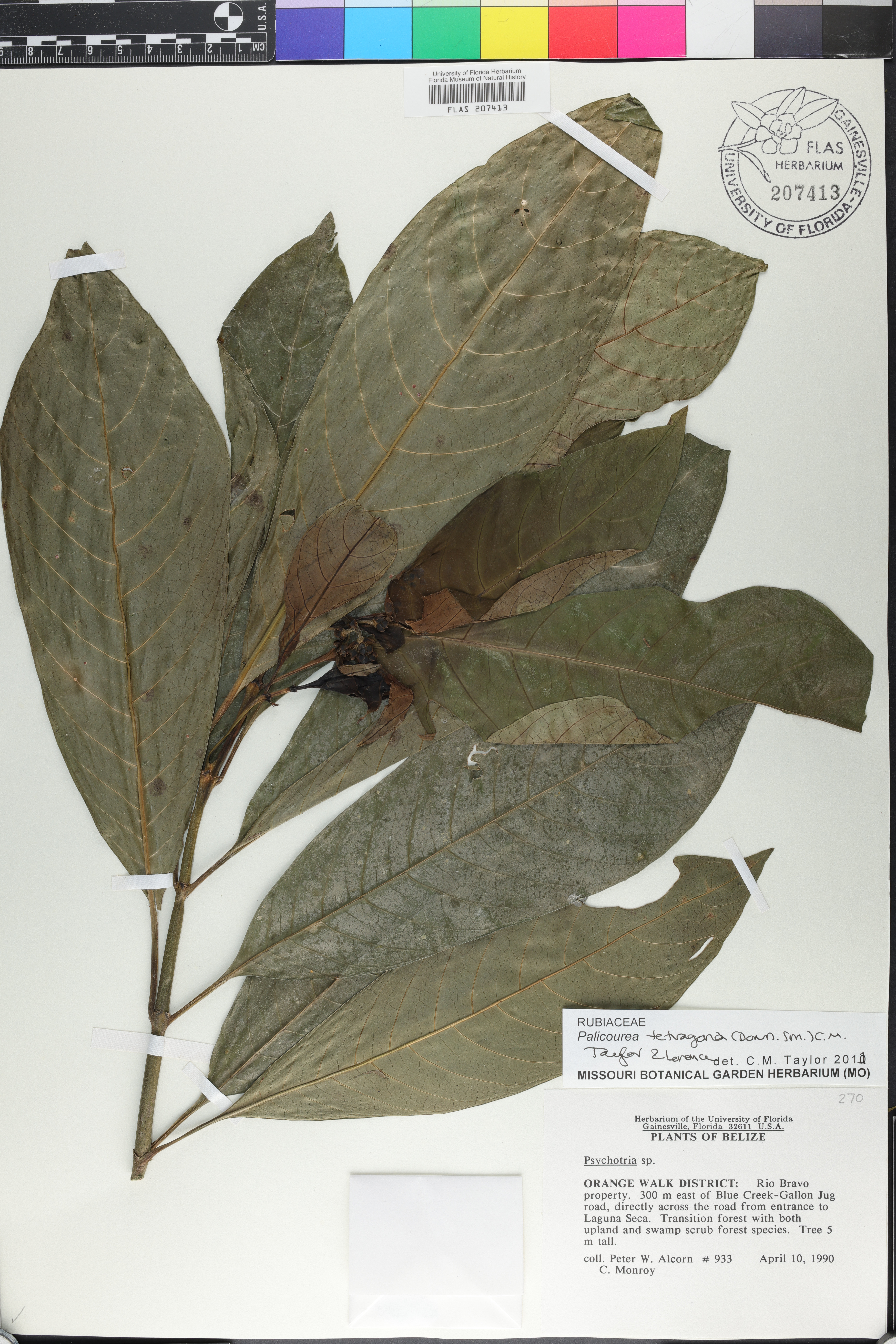 Palicourea tetragona image