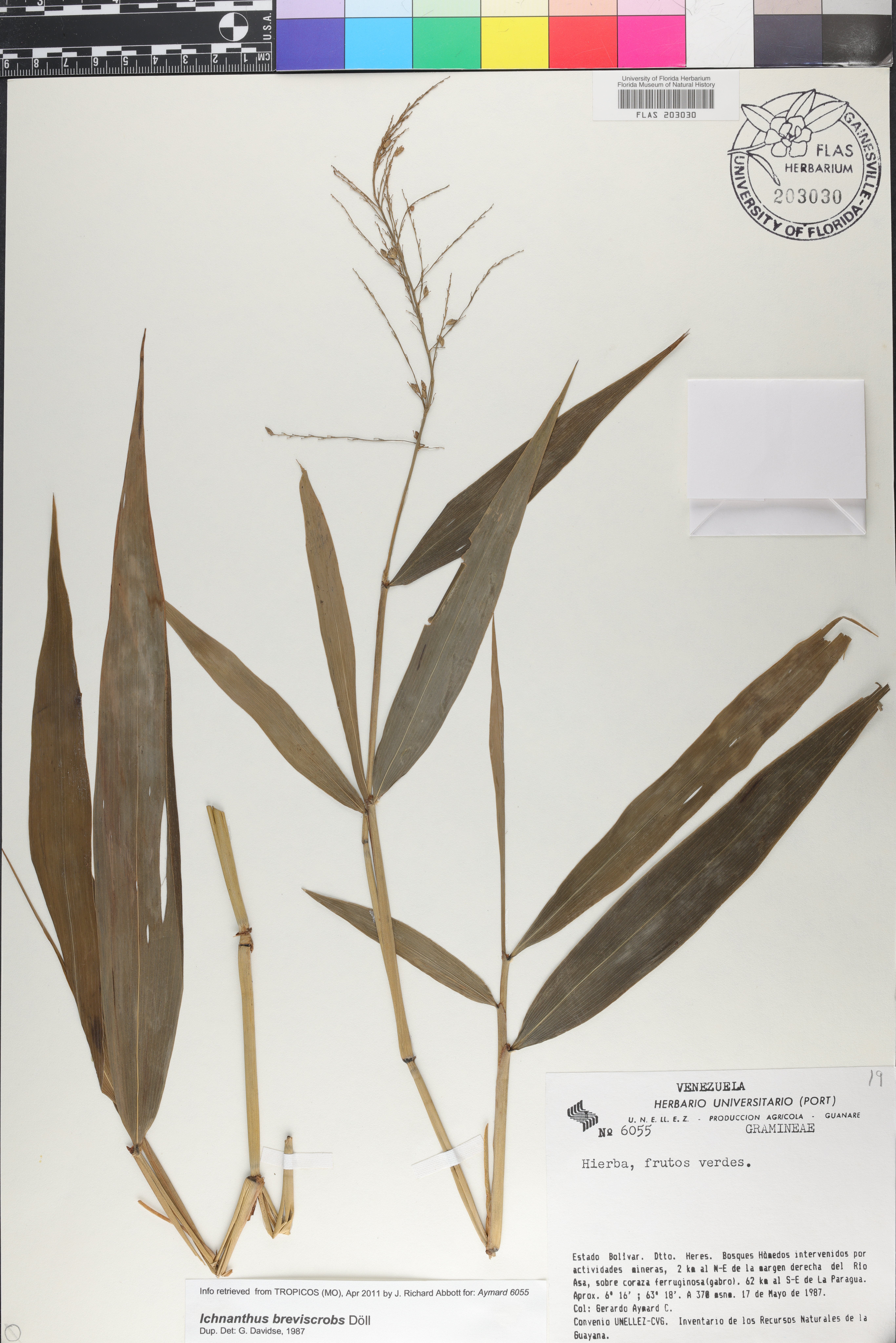Ichnanthus breviscrobs image