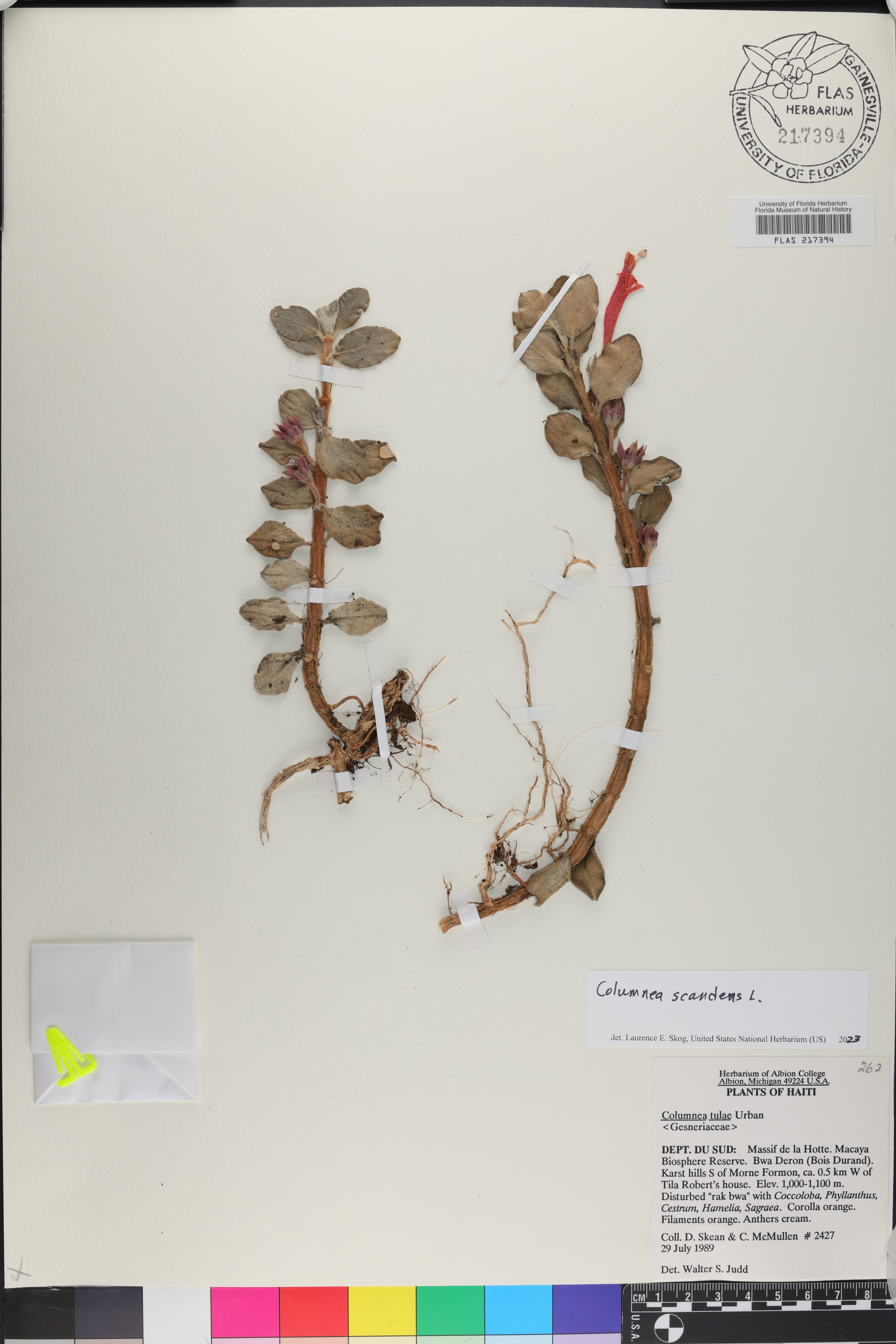 Columnea scandens image
