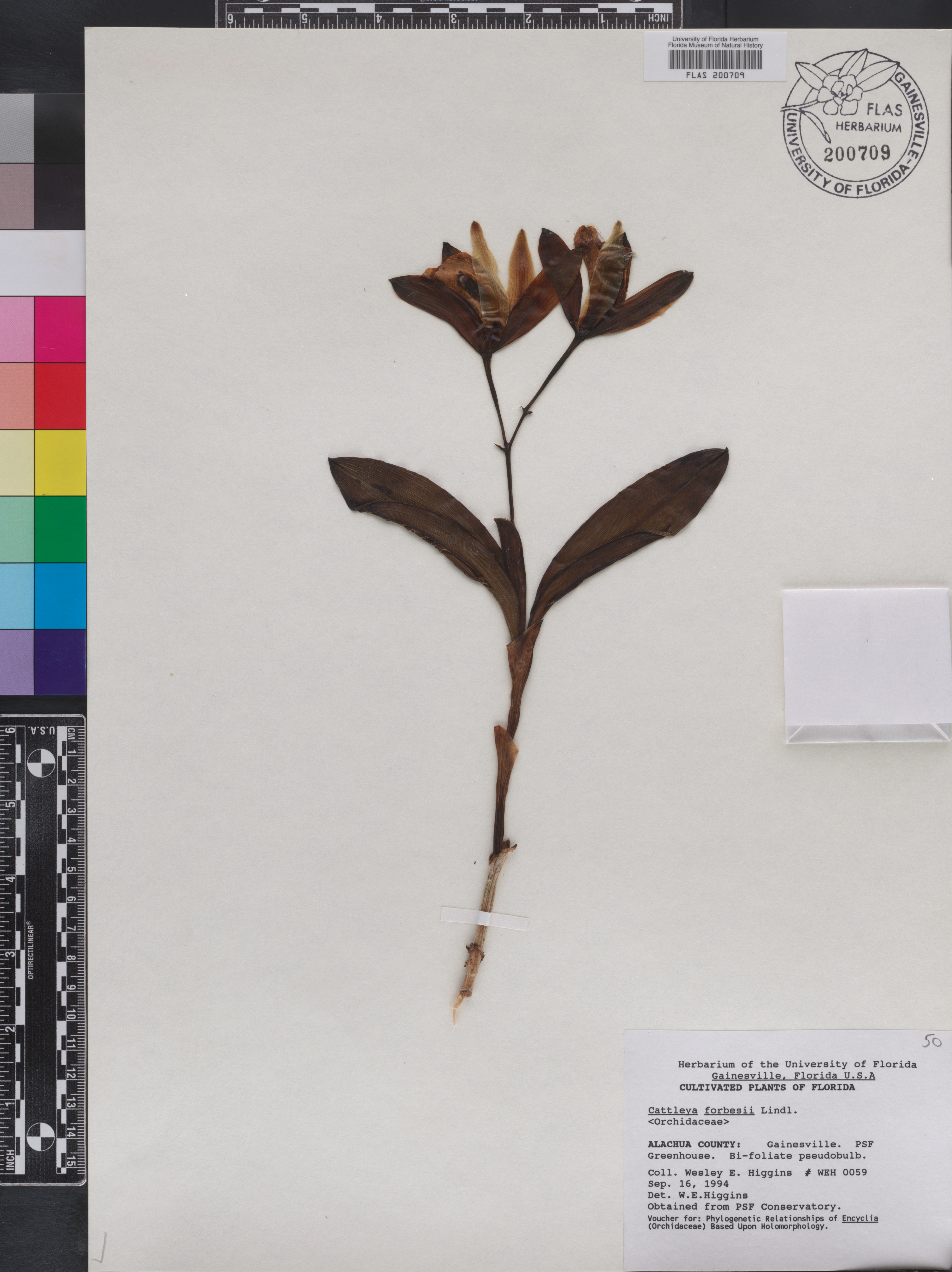 Cattleya forbesii thumbnail