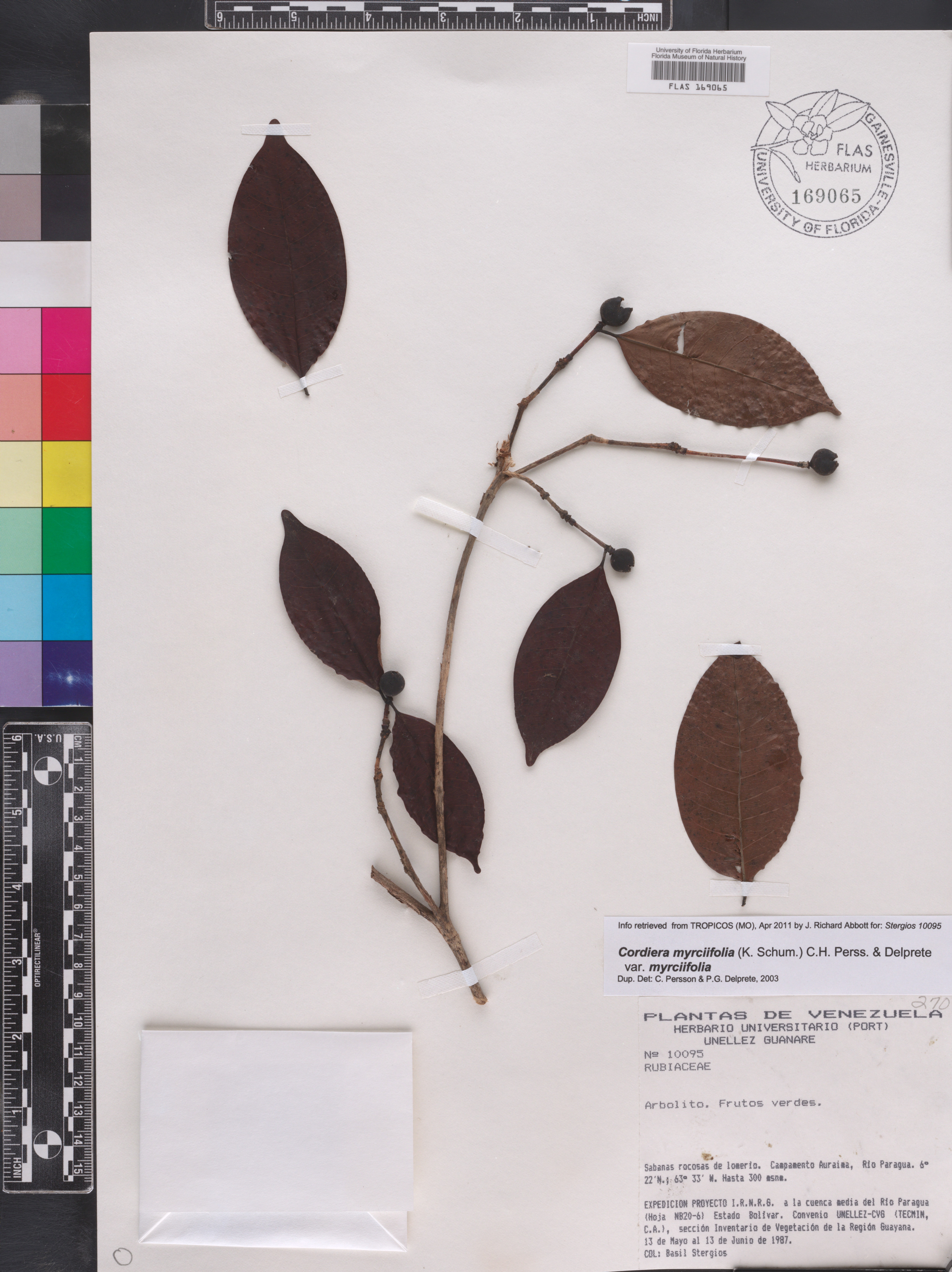 Cordiera myrciifolia image
