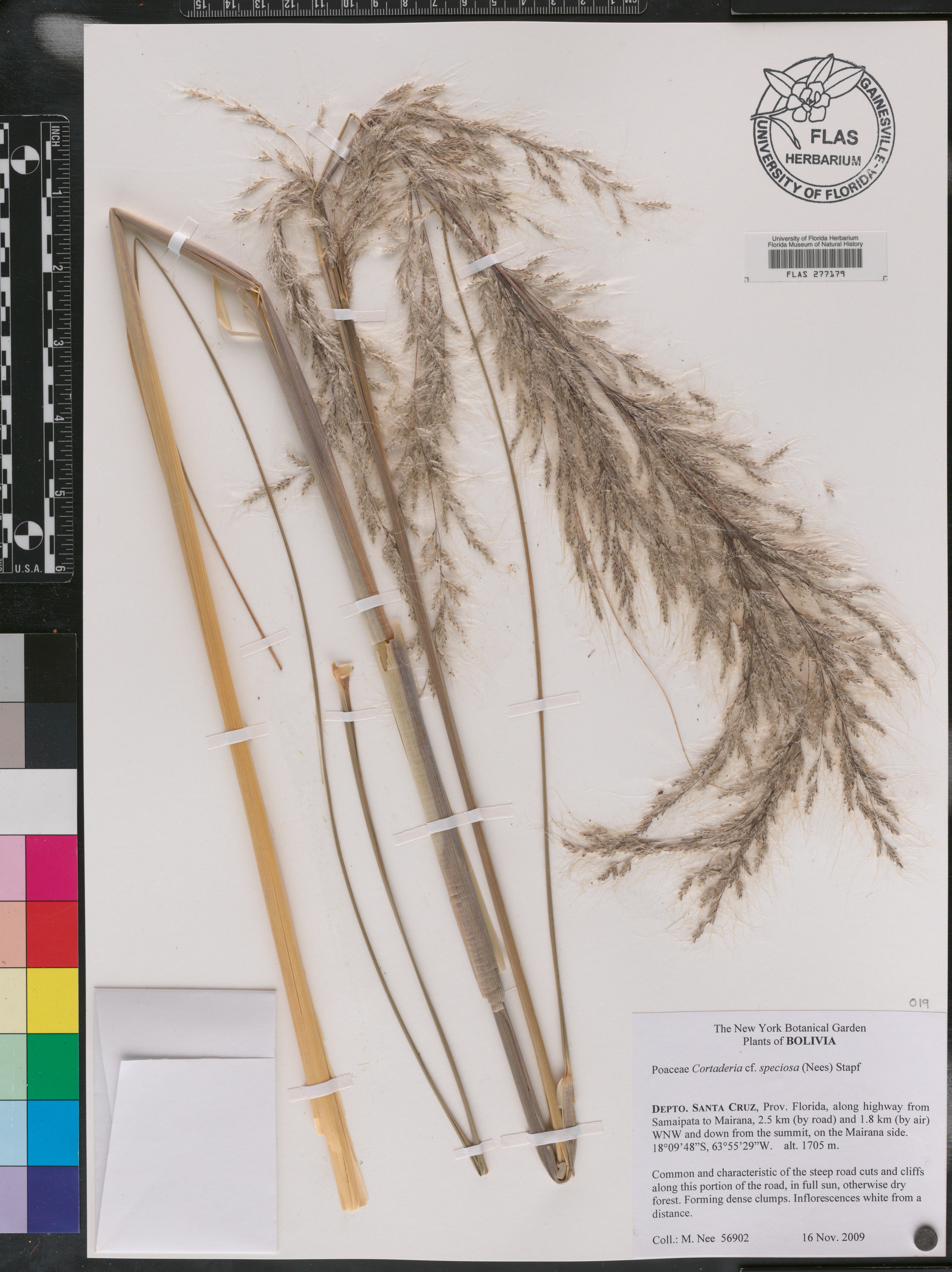 Cortaderia speciosa image