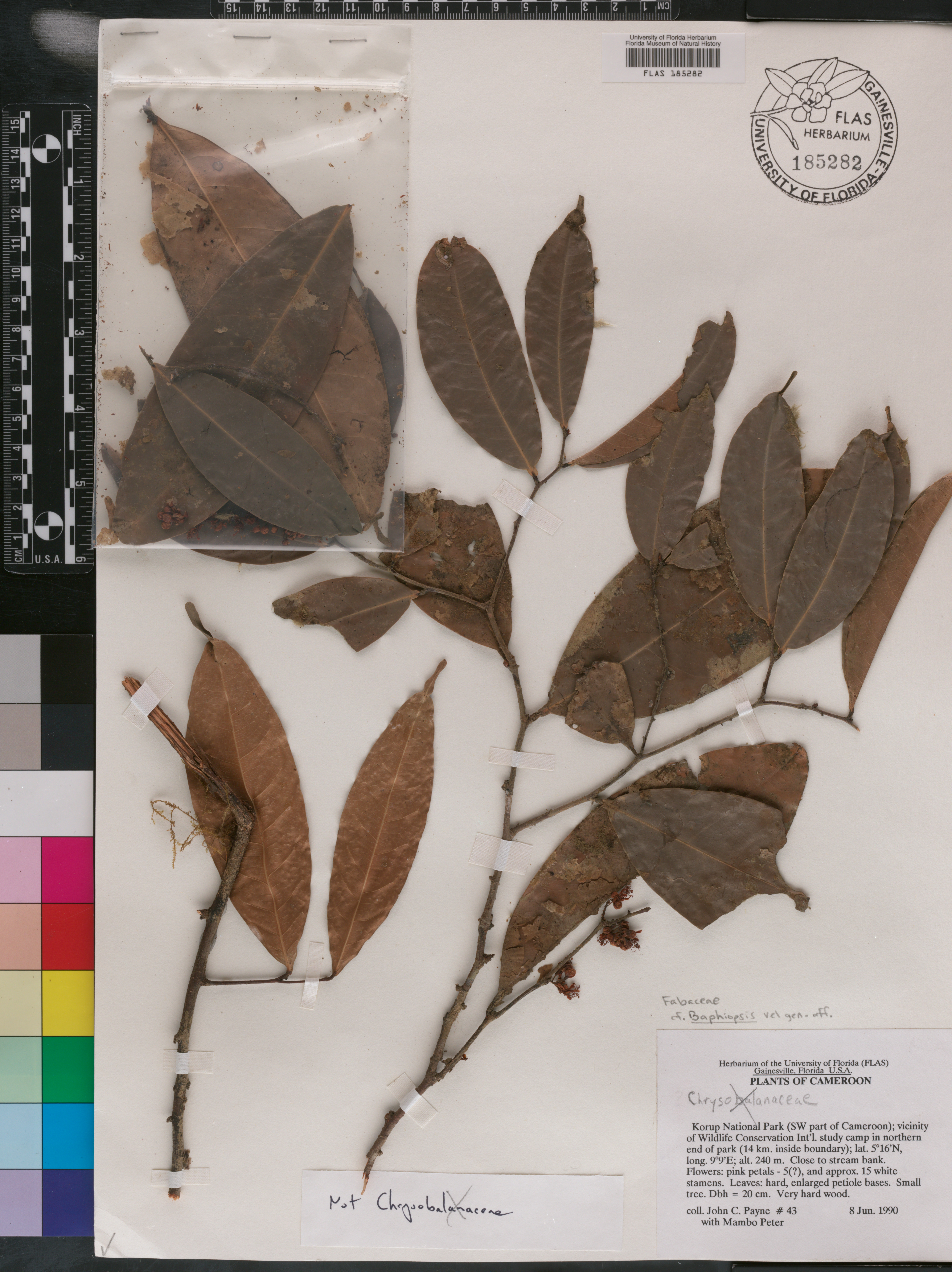 Baphiopsis image