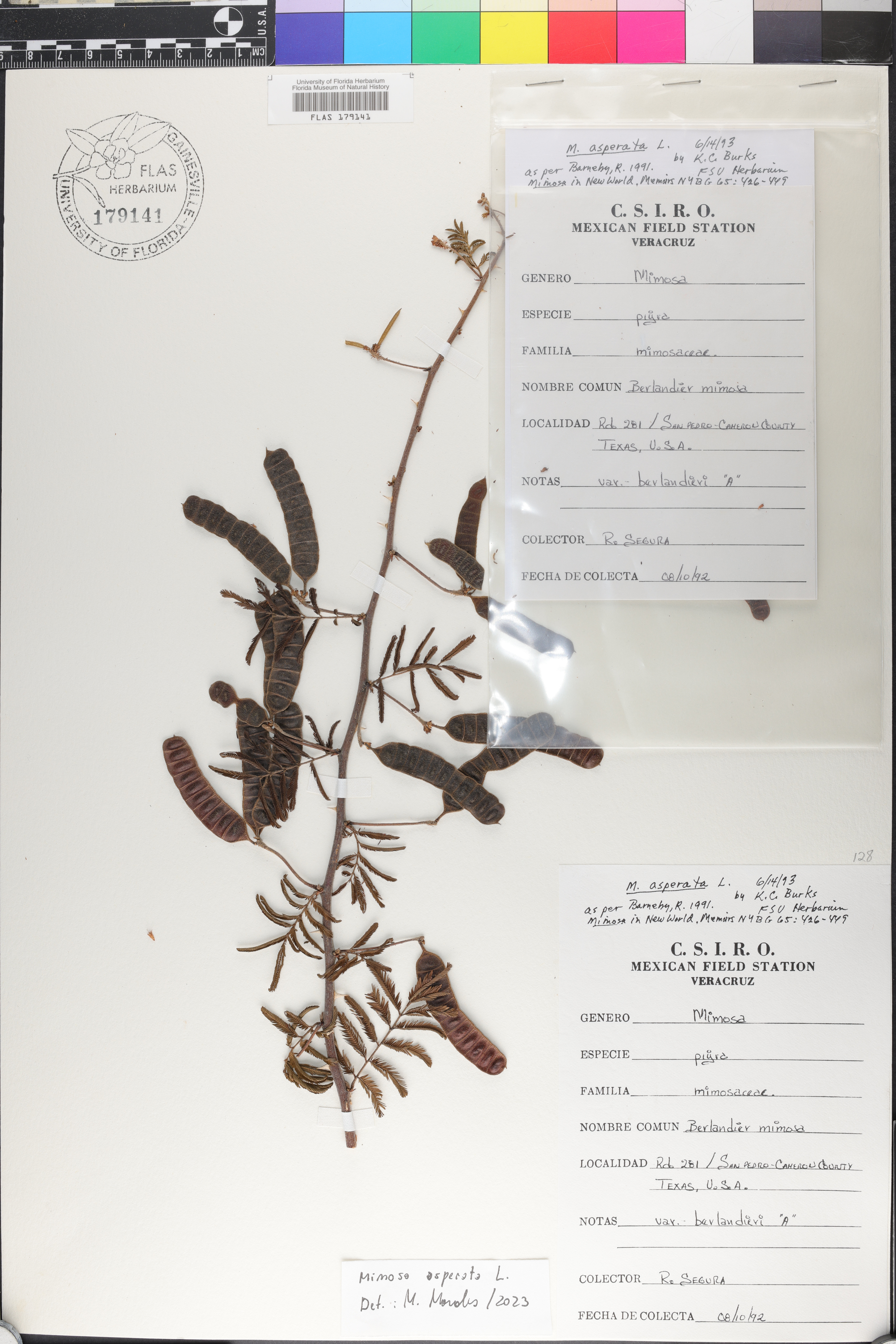 Mimosa asperata image