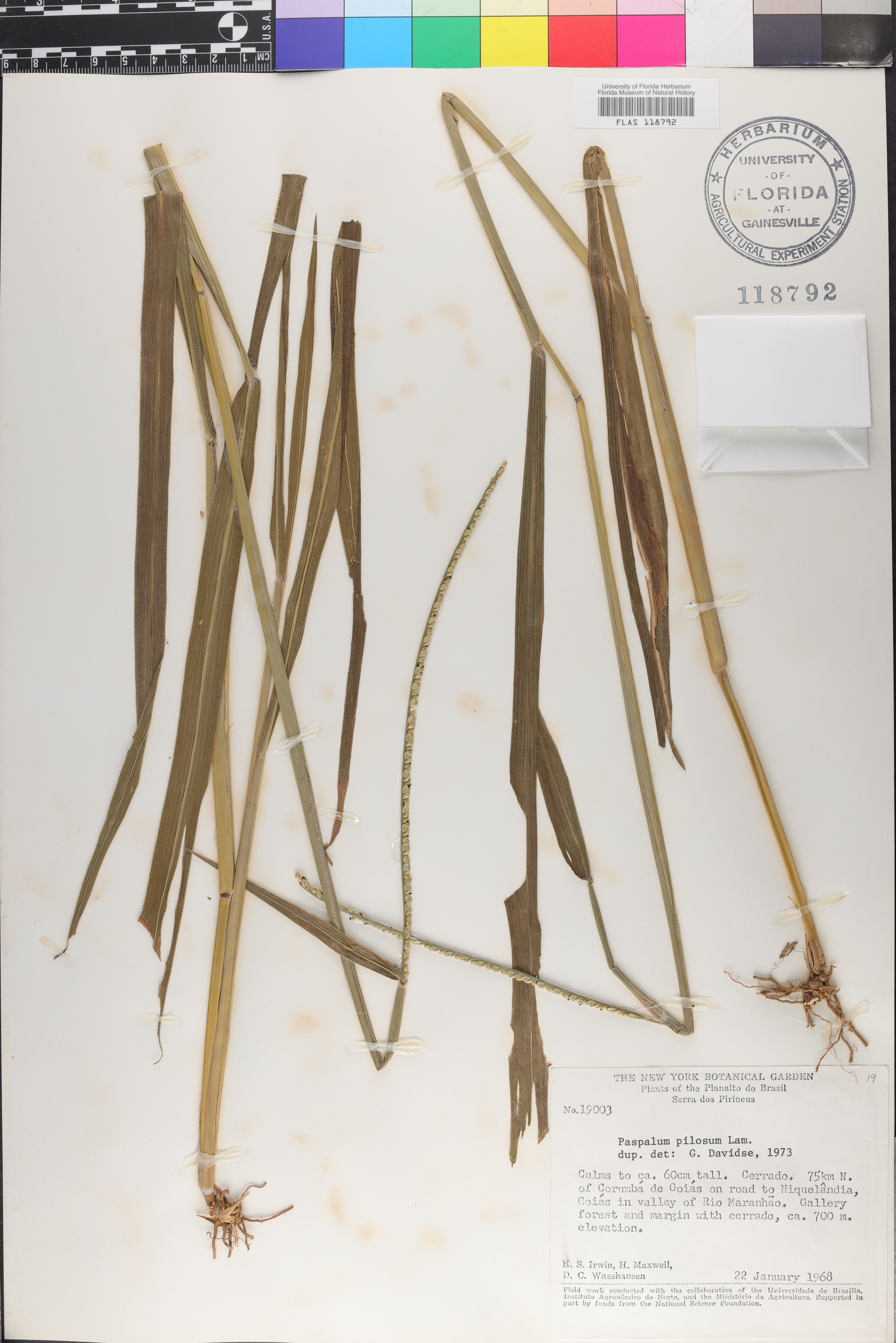 Paspalum pilosum image