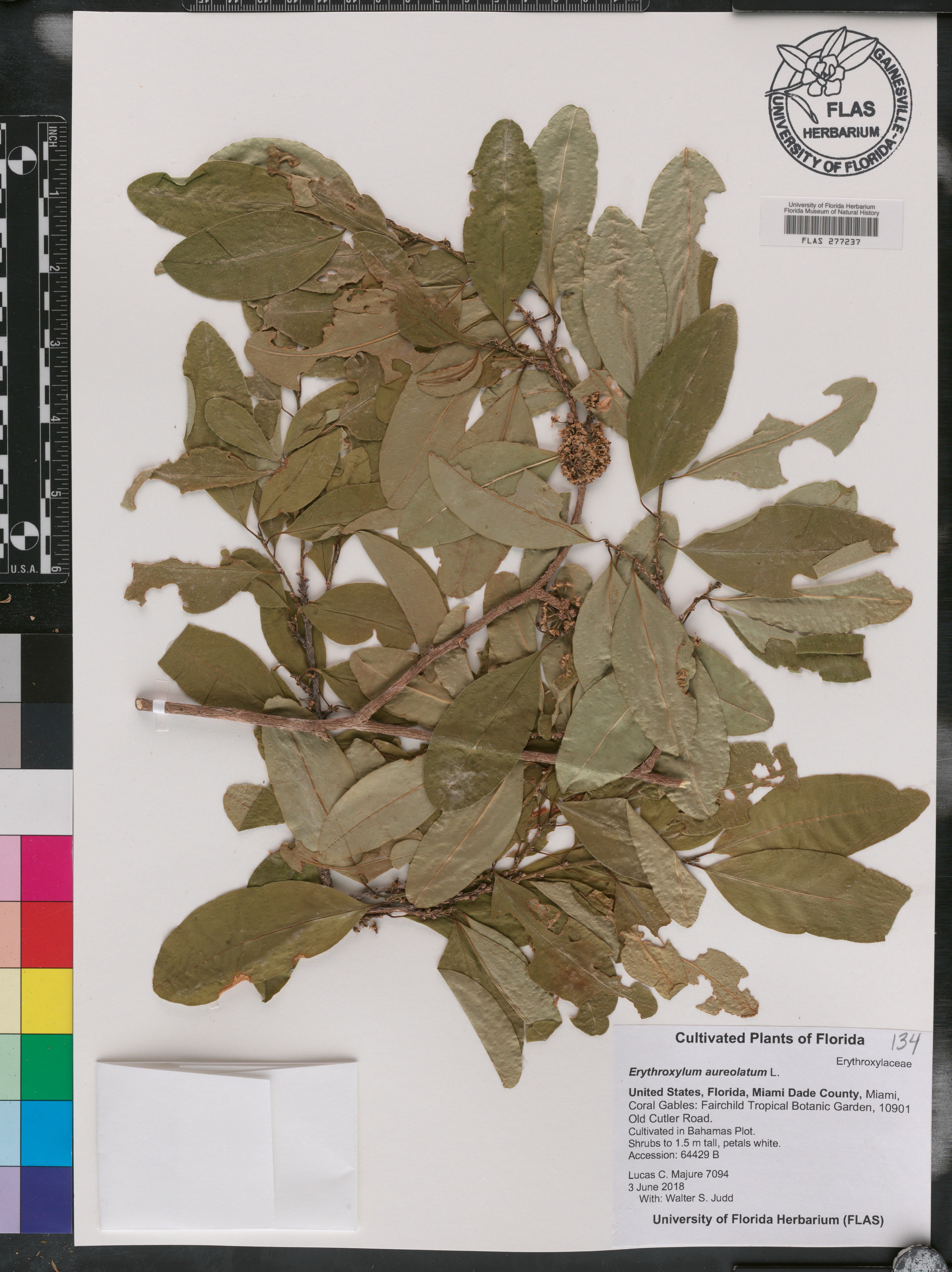 Erythroxylum aureolatum image