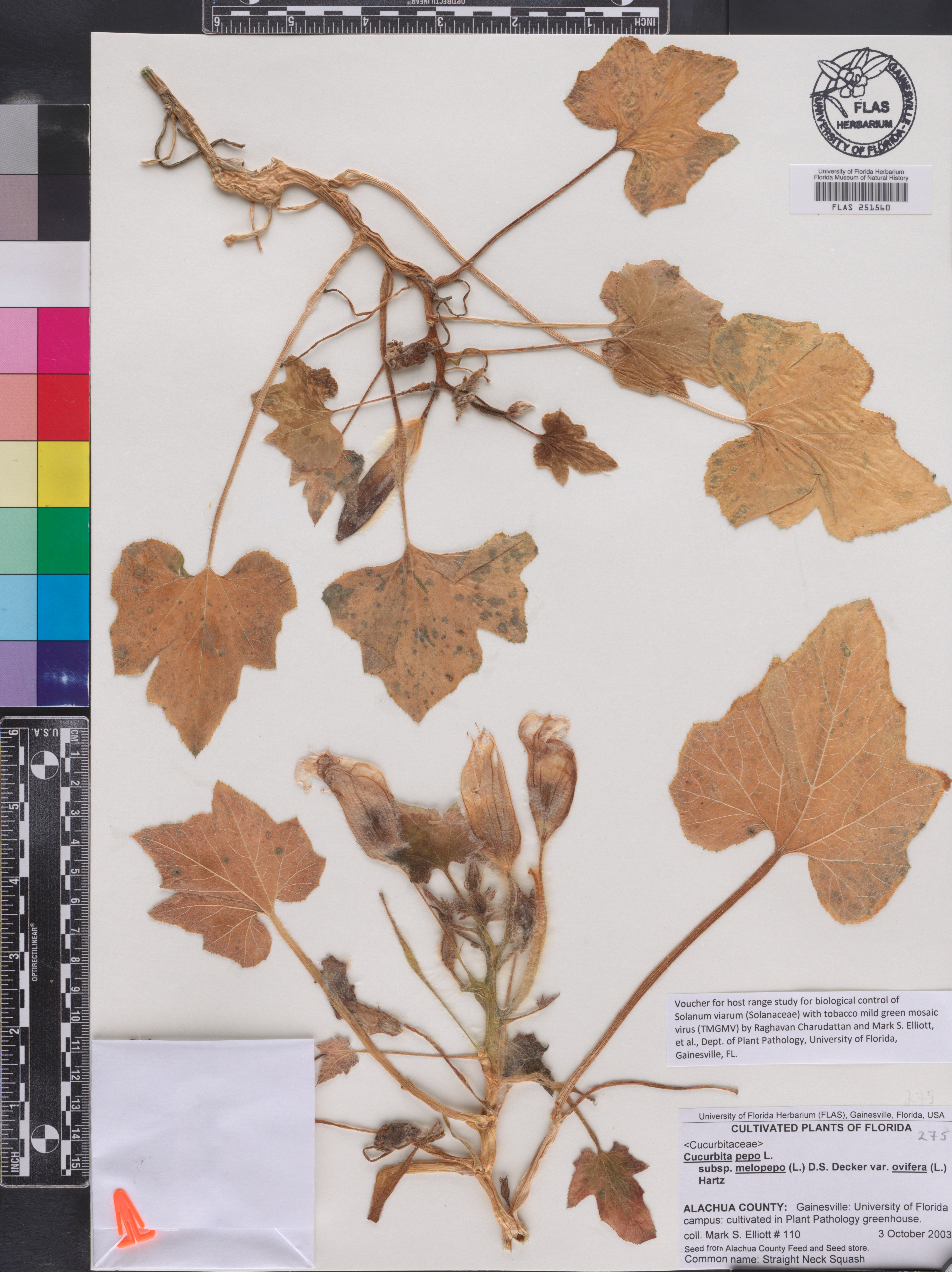 Cucurbita pepo var. ovifera image