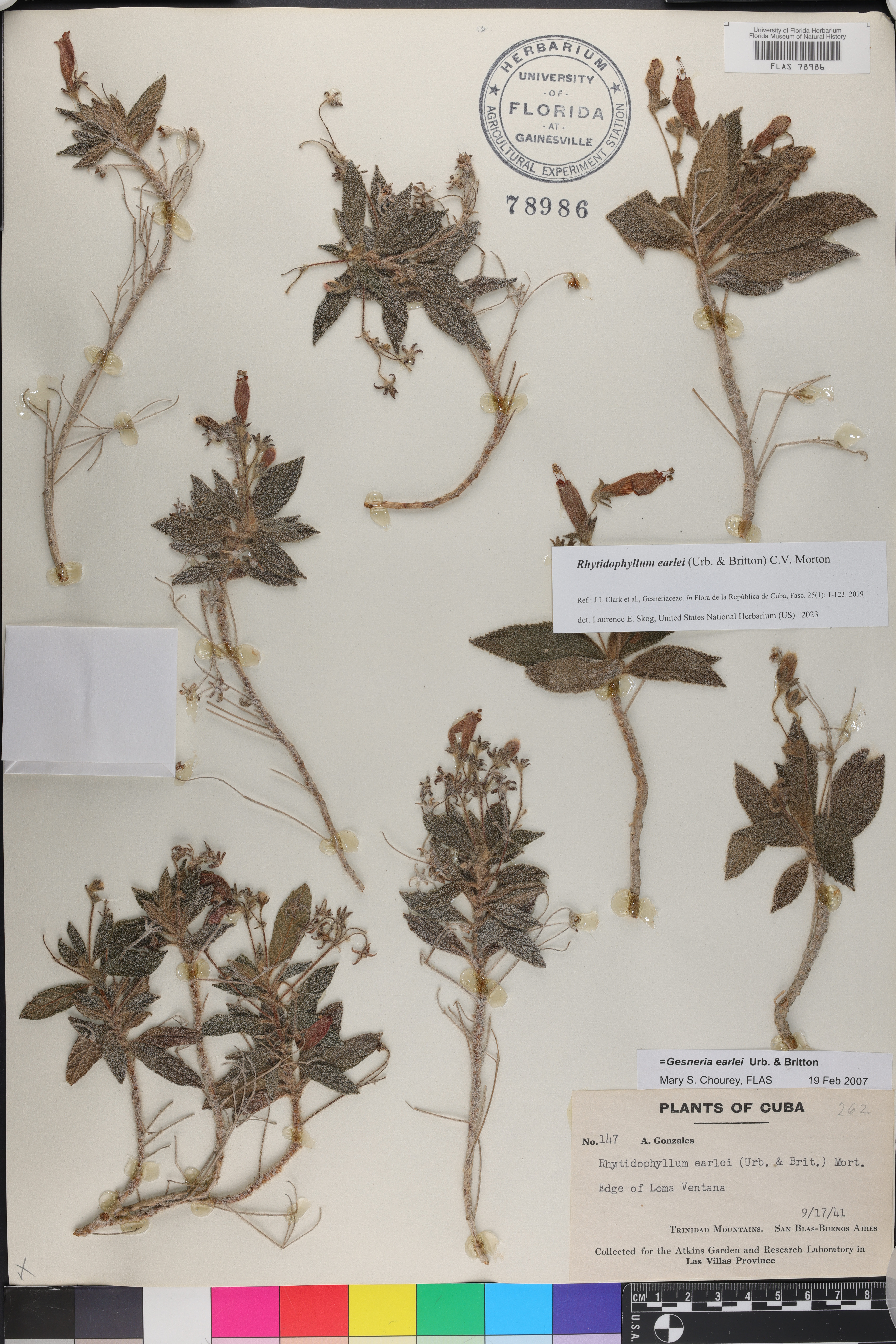 Gesneria earlei image
