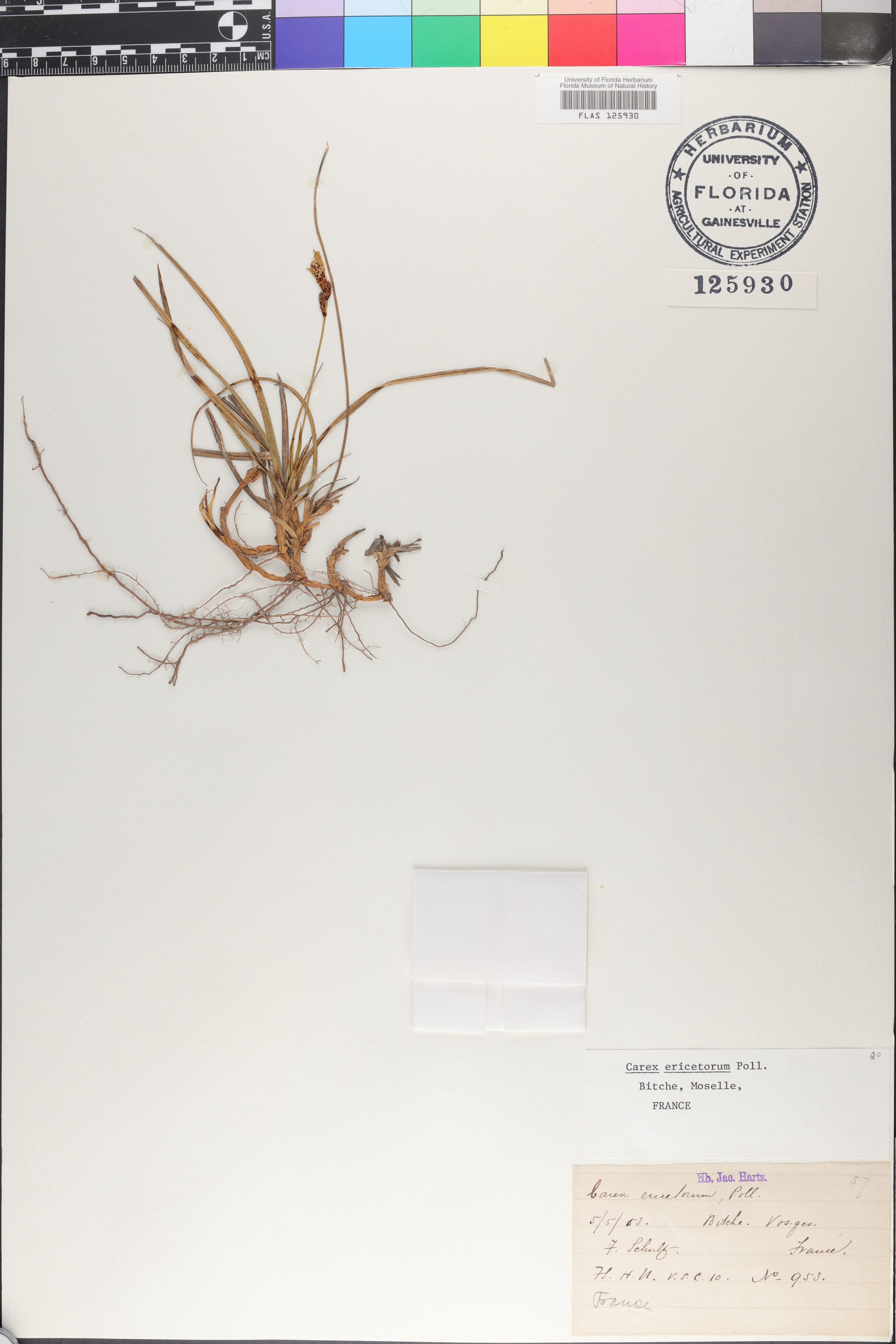 Carex ericetorum image