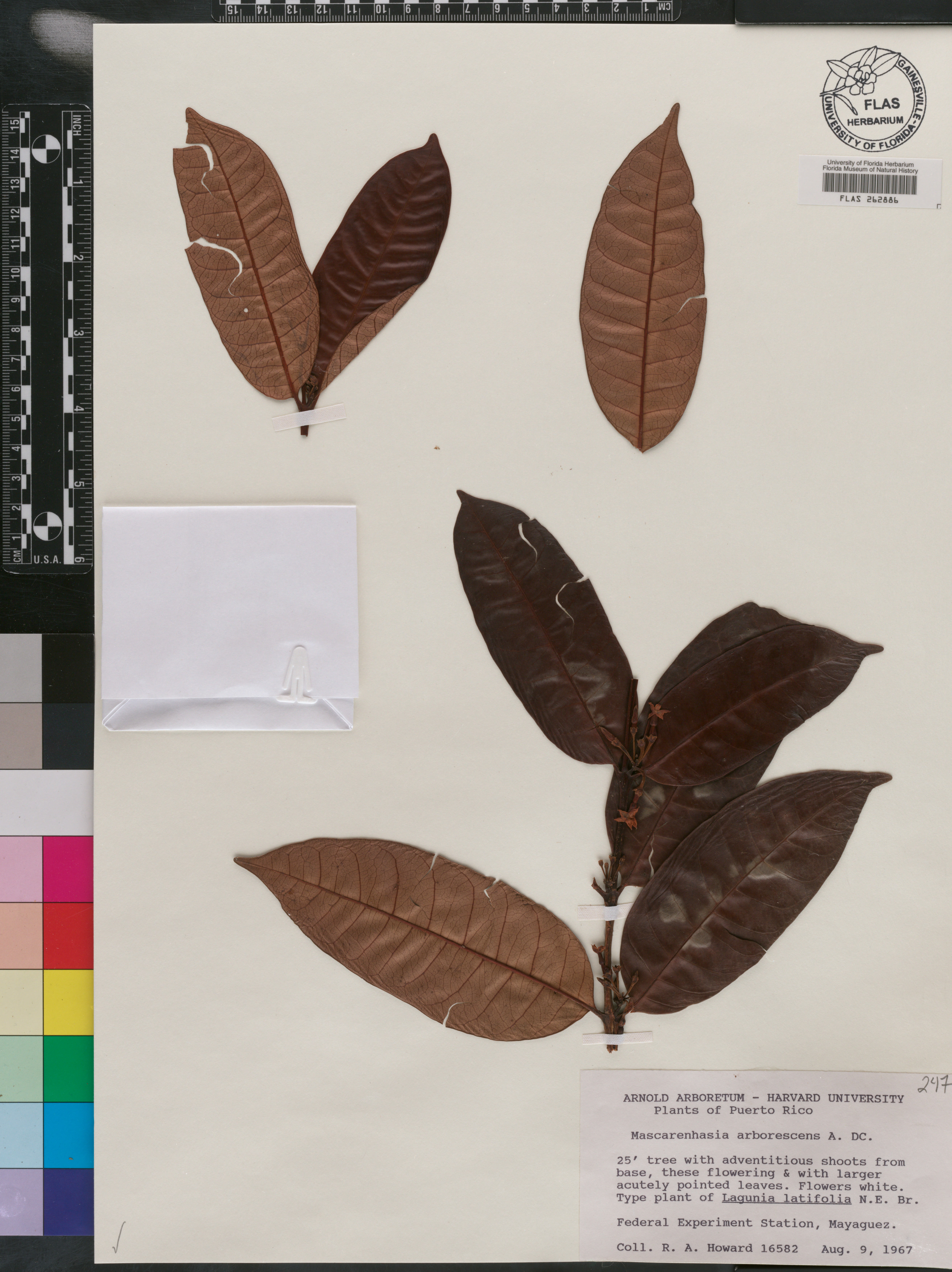 Mascarenhasia image