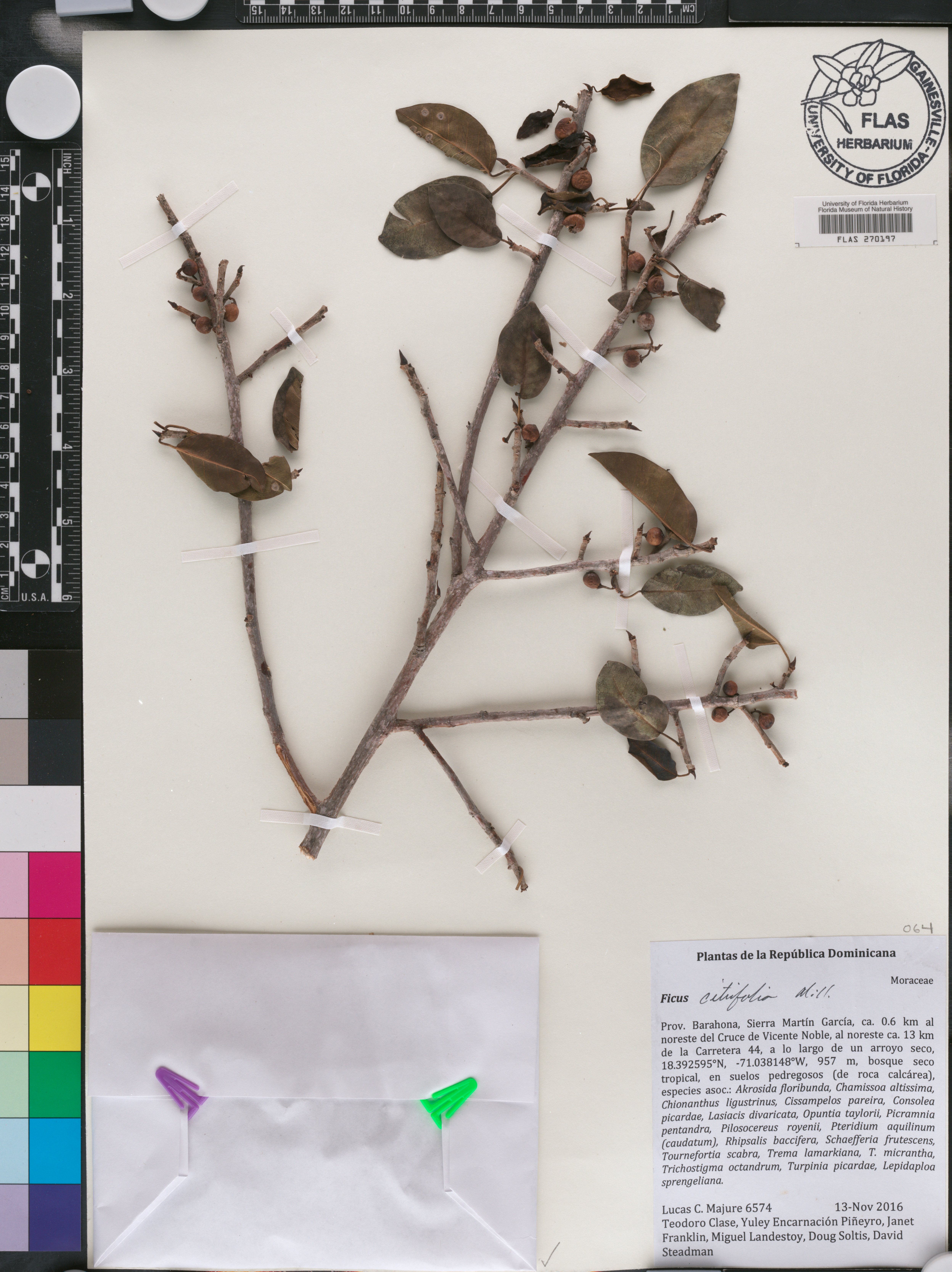 Ficus citrifolia image