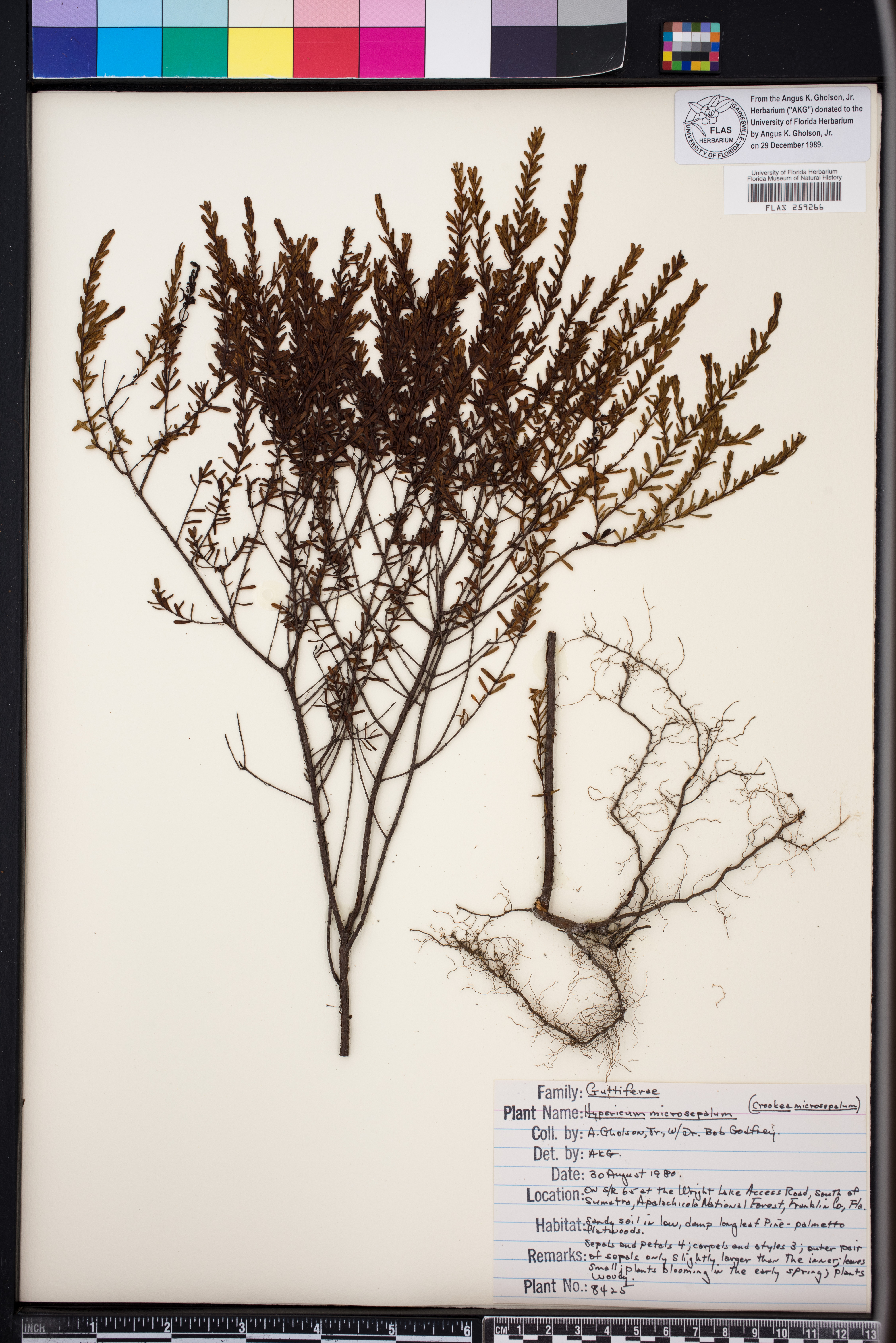 Hypericum microsepalum image