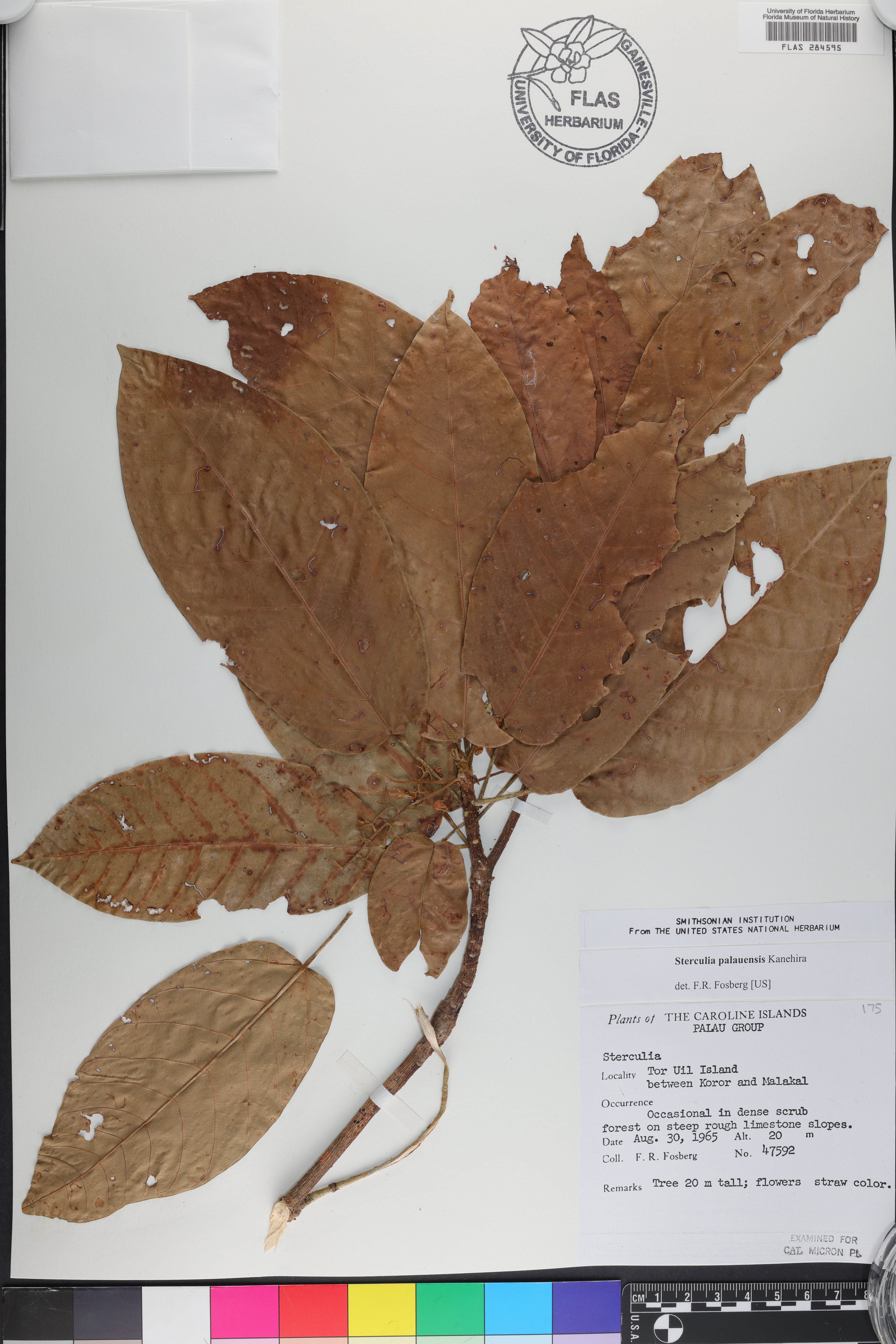 Sterculia palauensis image