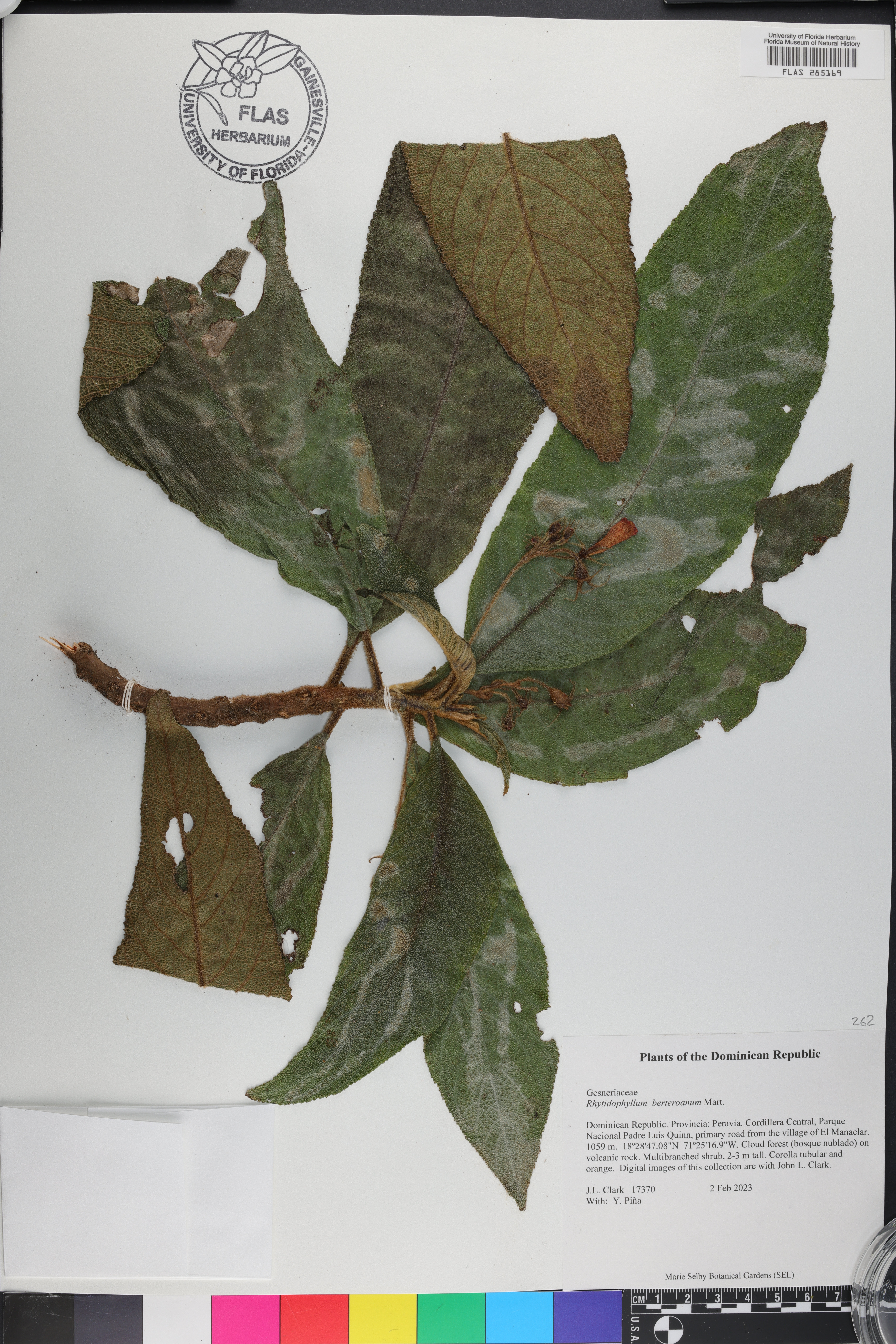 Rhytidophyllum berteroanum image