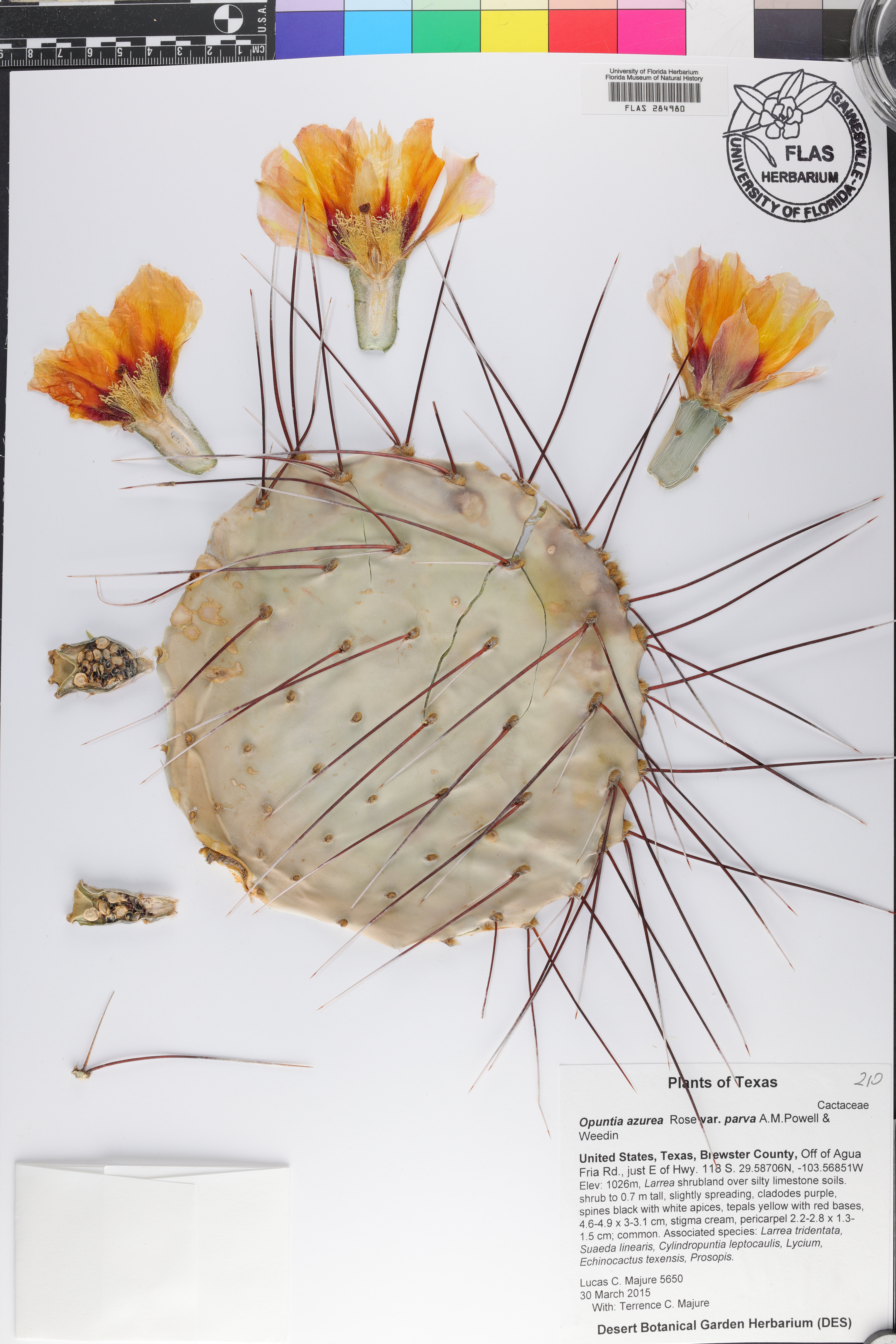 Opuntia azurea image
