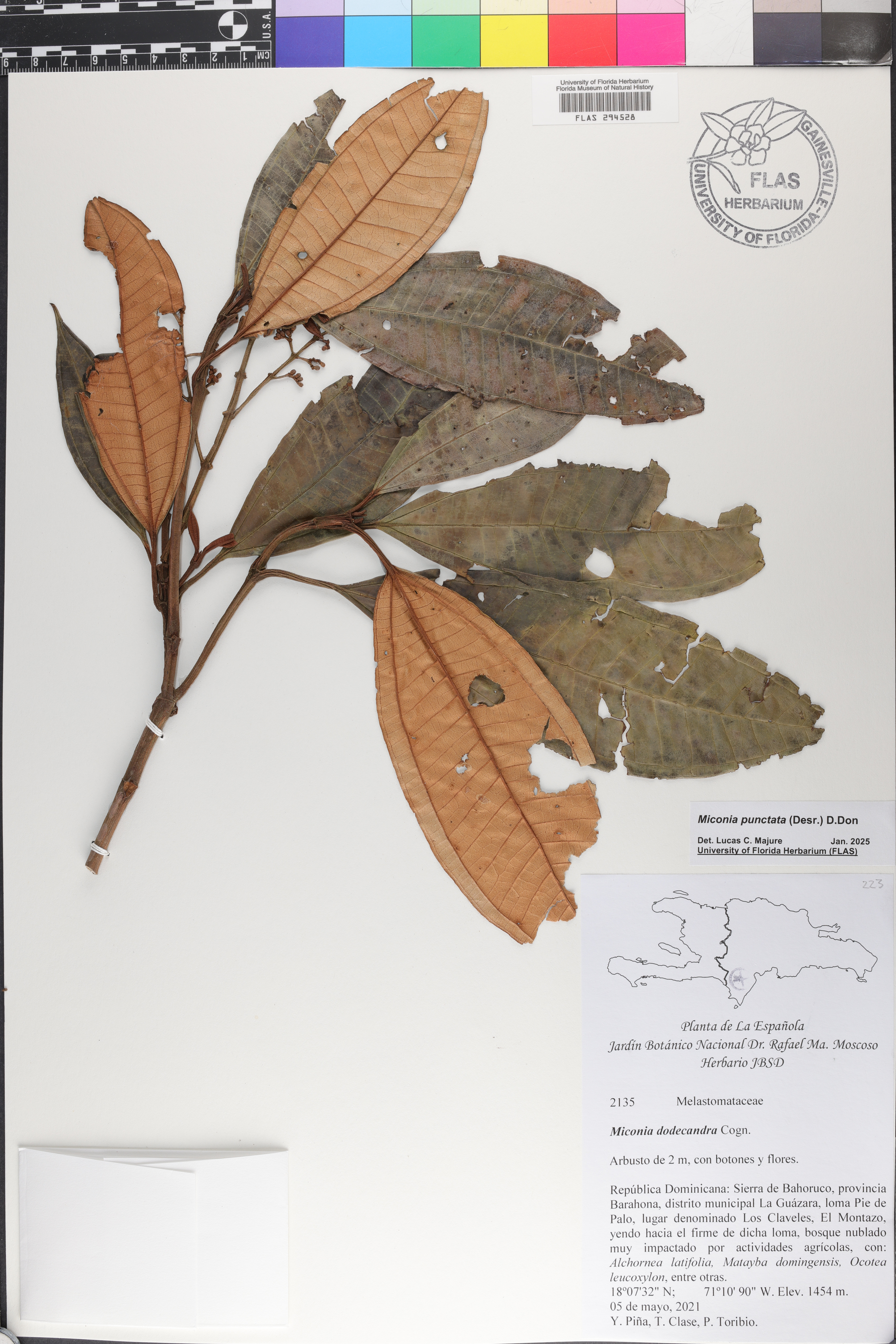 Miconia punctata image