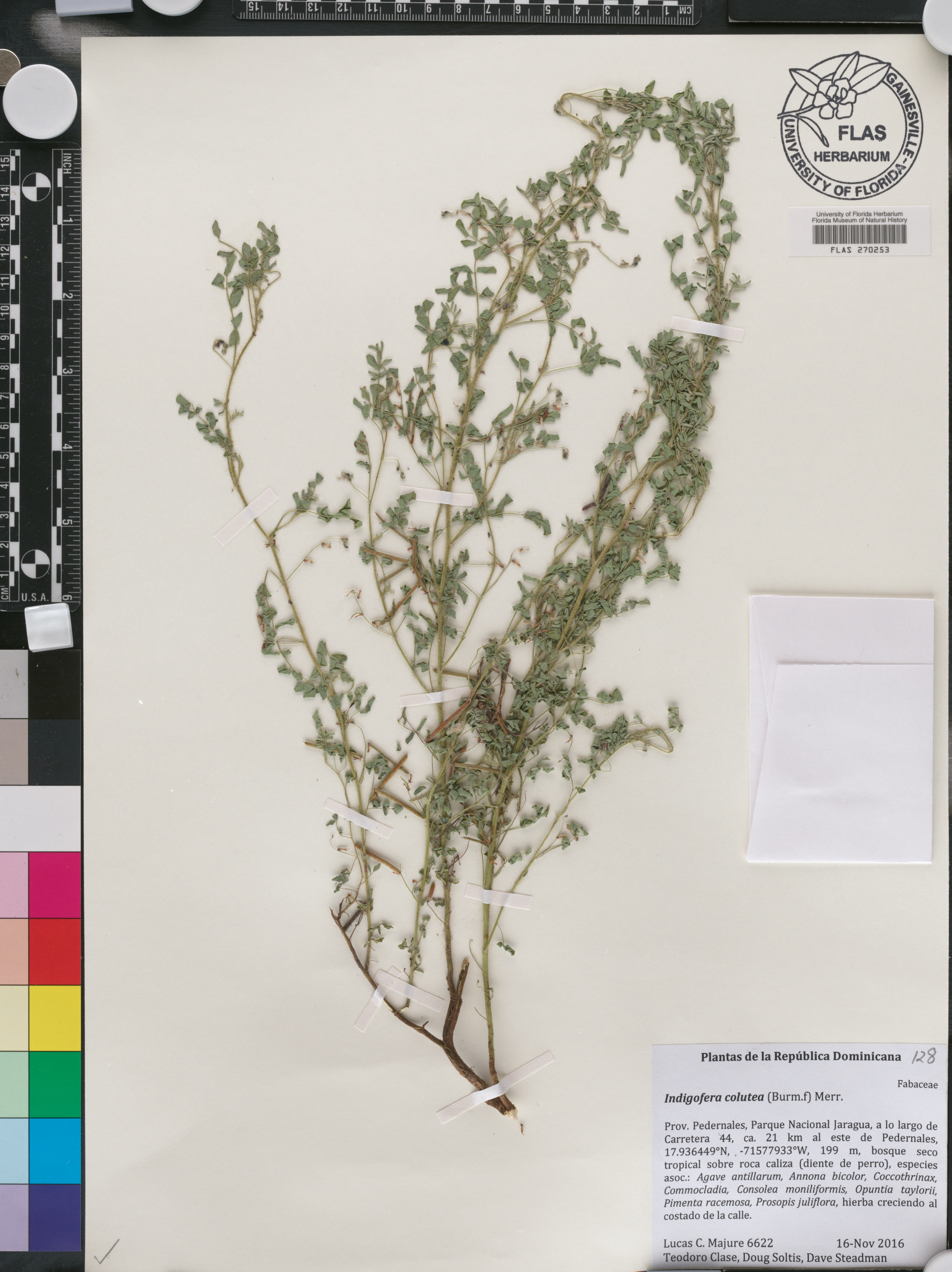 Indigofera colutea image