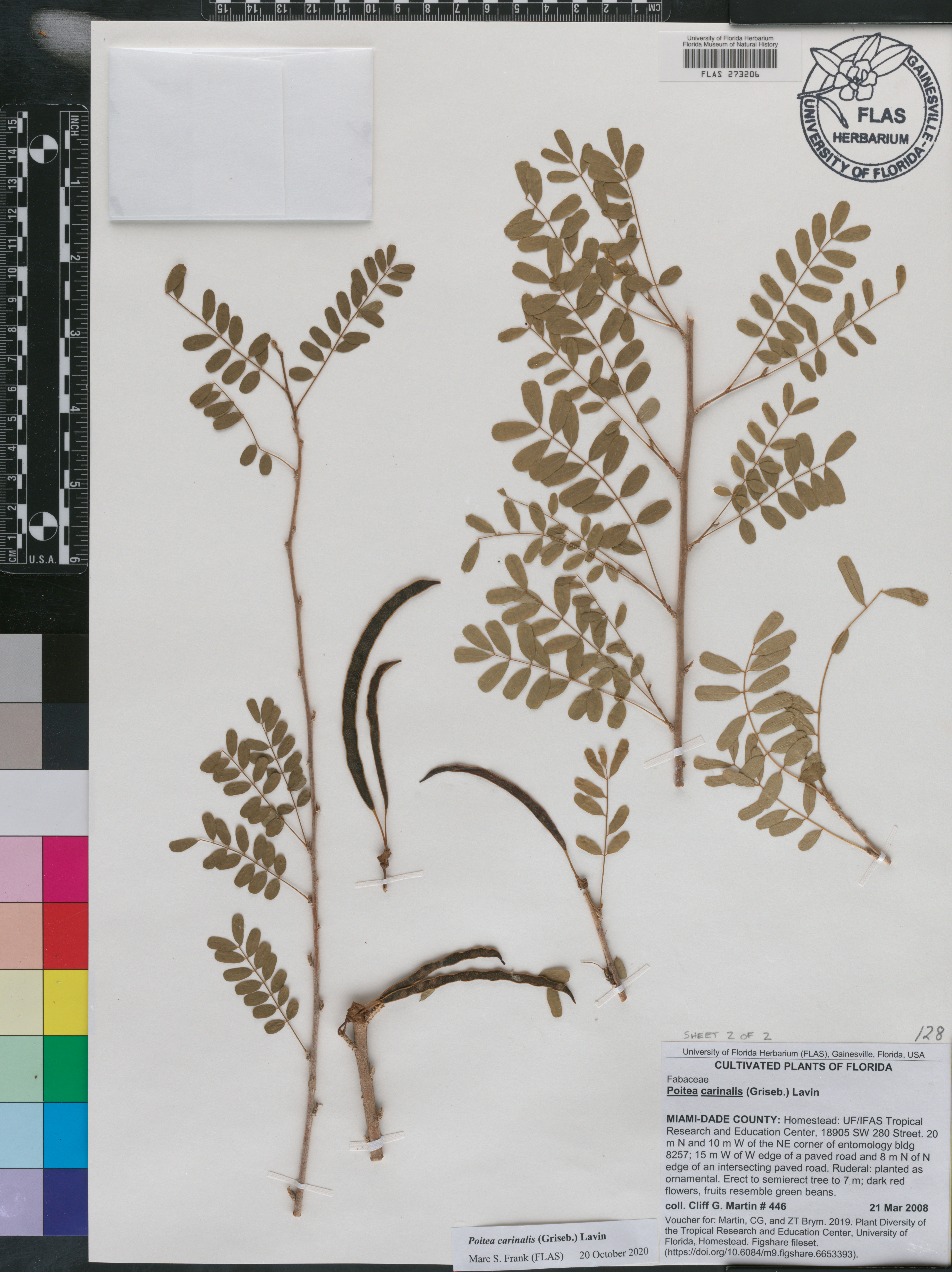 Poitea carinalis image