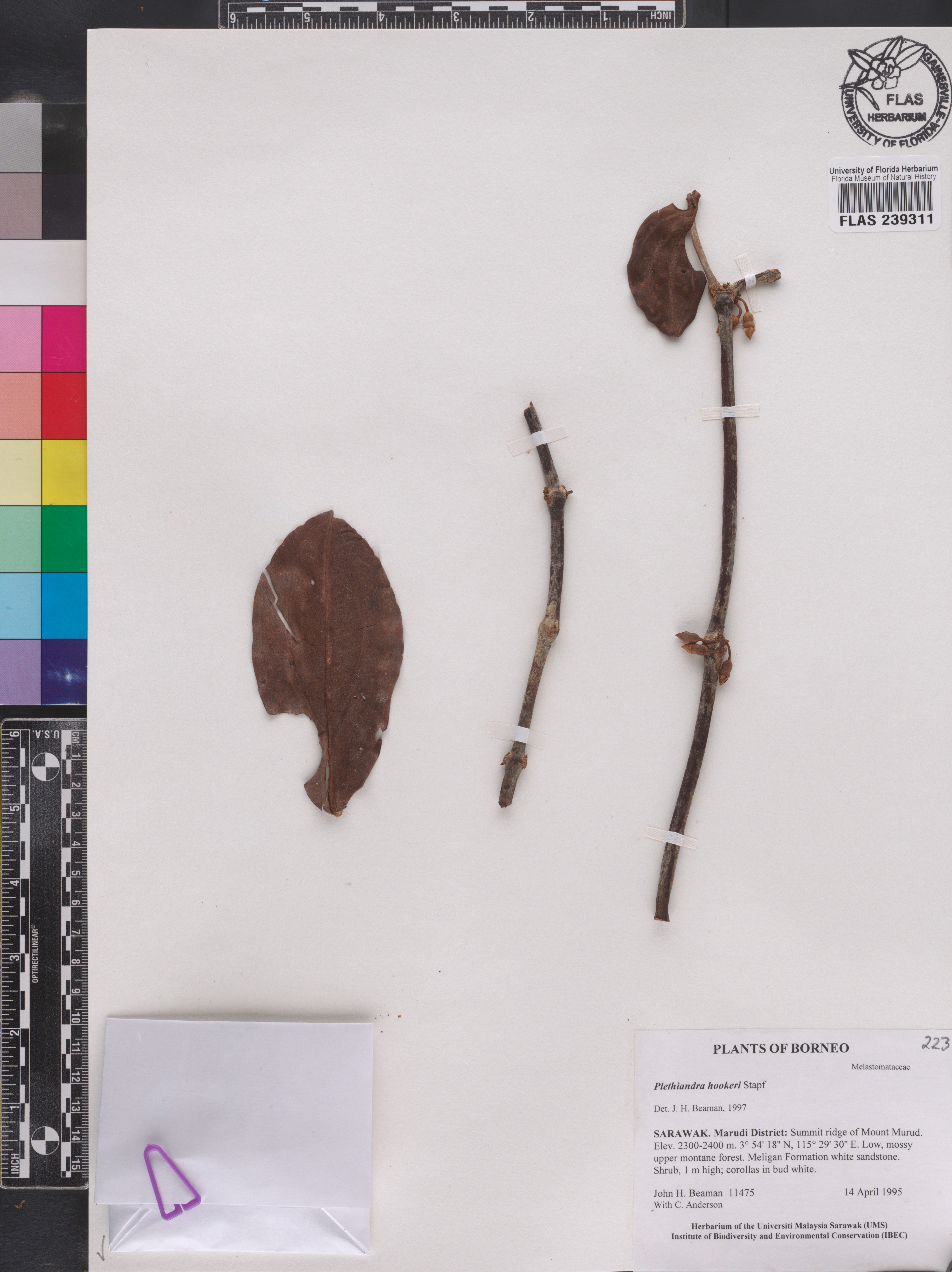 Plethiandra hookeri image
