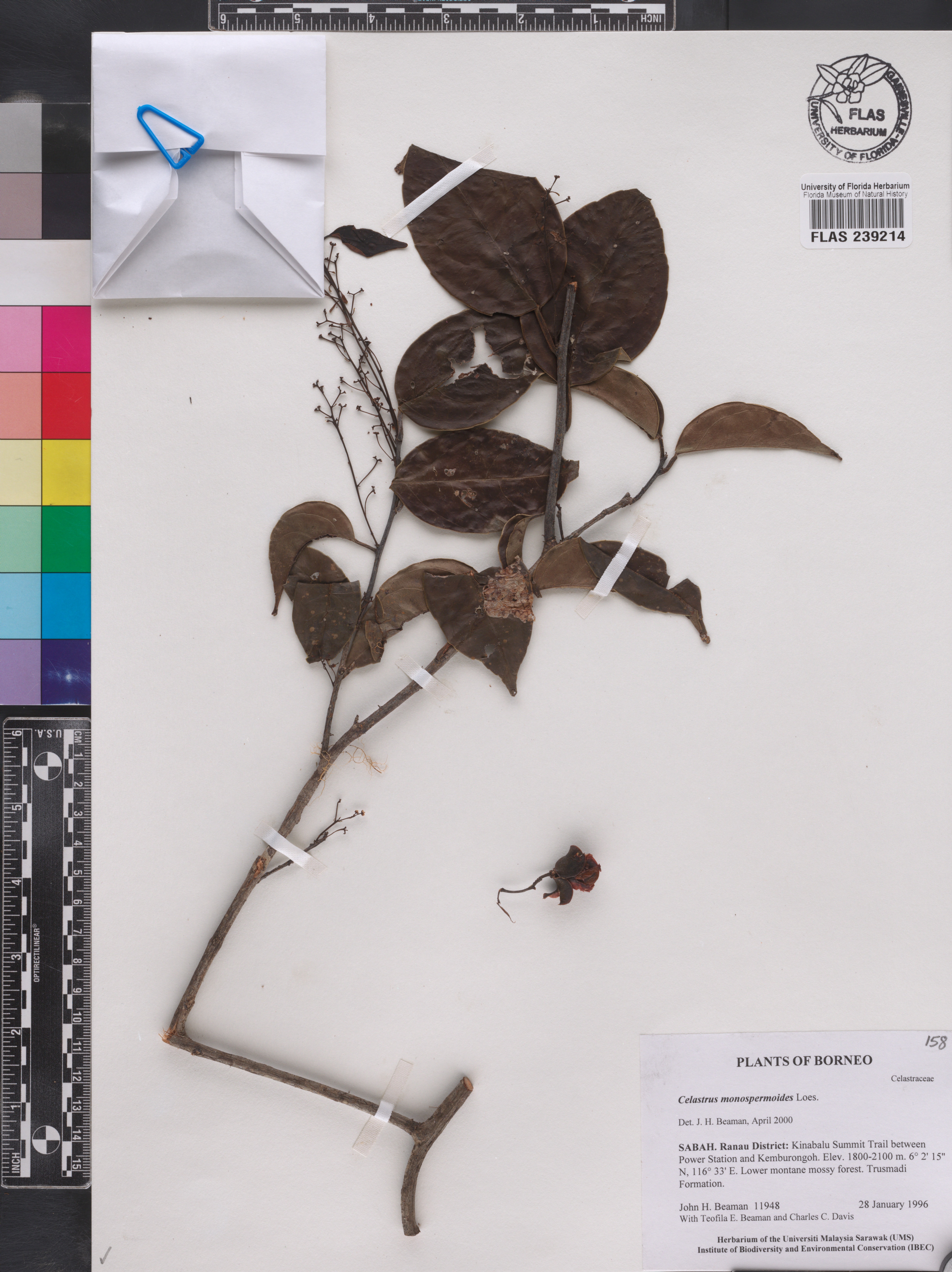 Celastrus monospermoides image