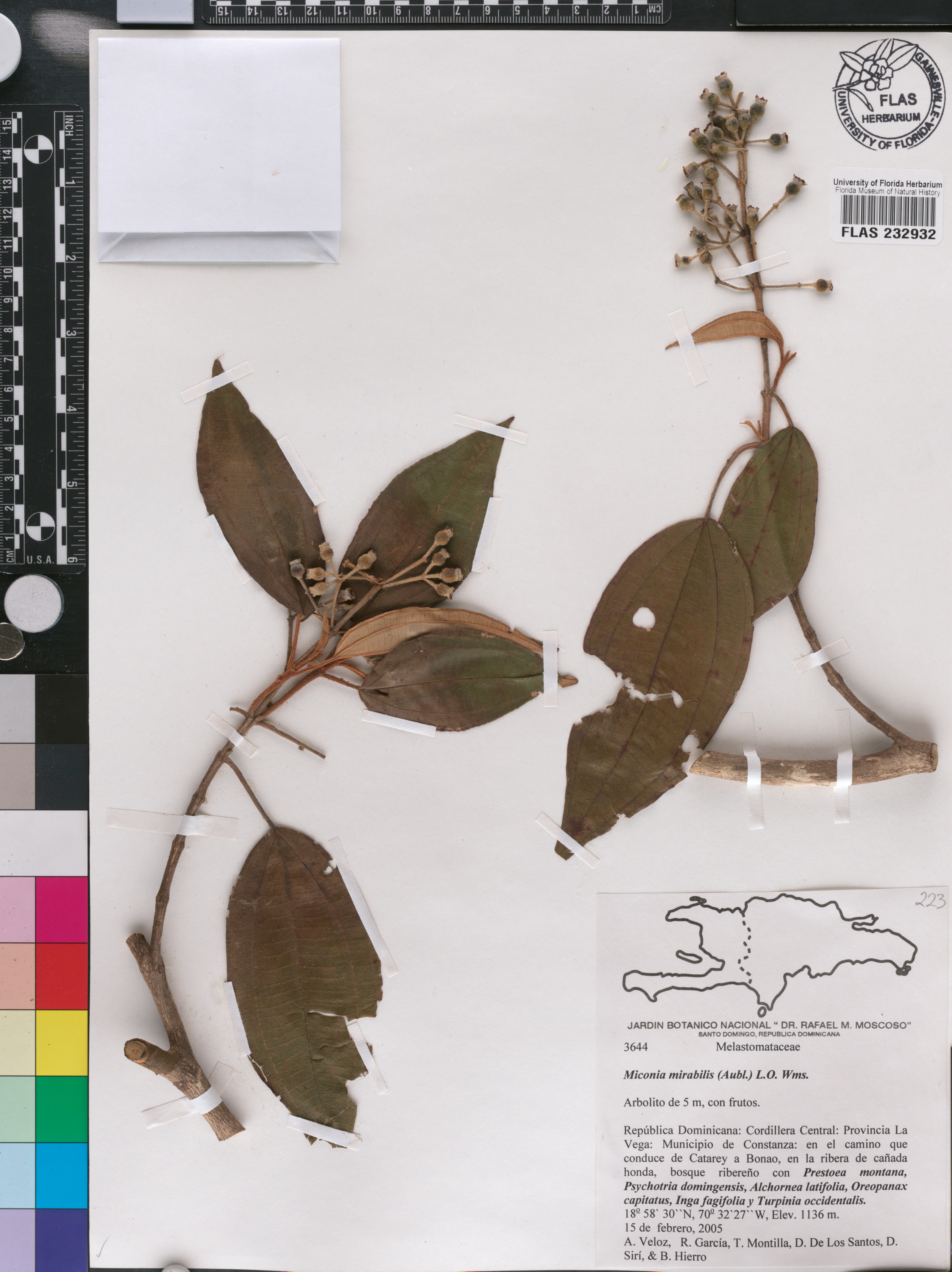 Miconia dodecandra image
