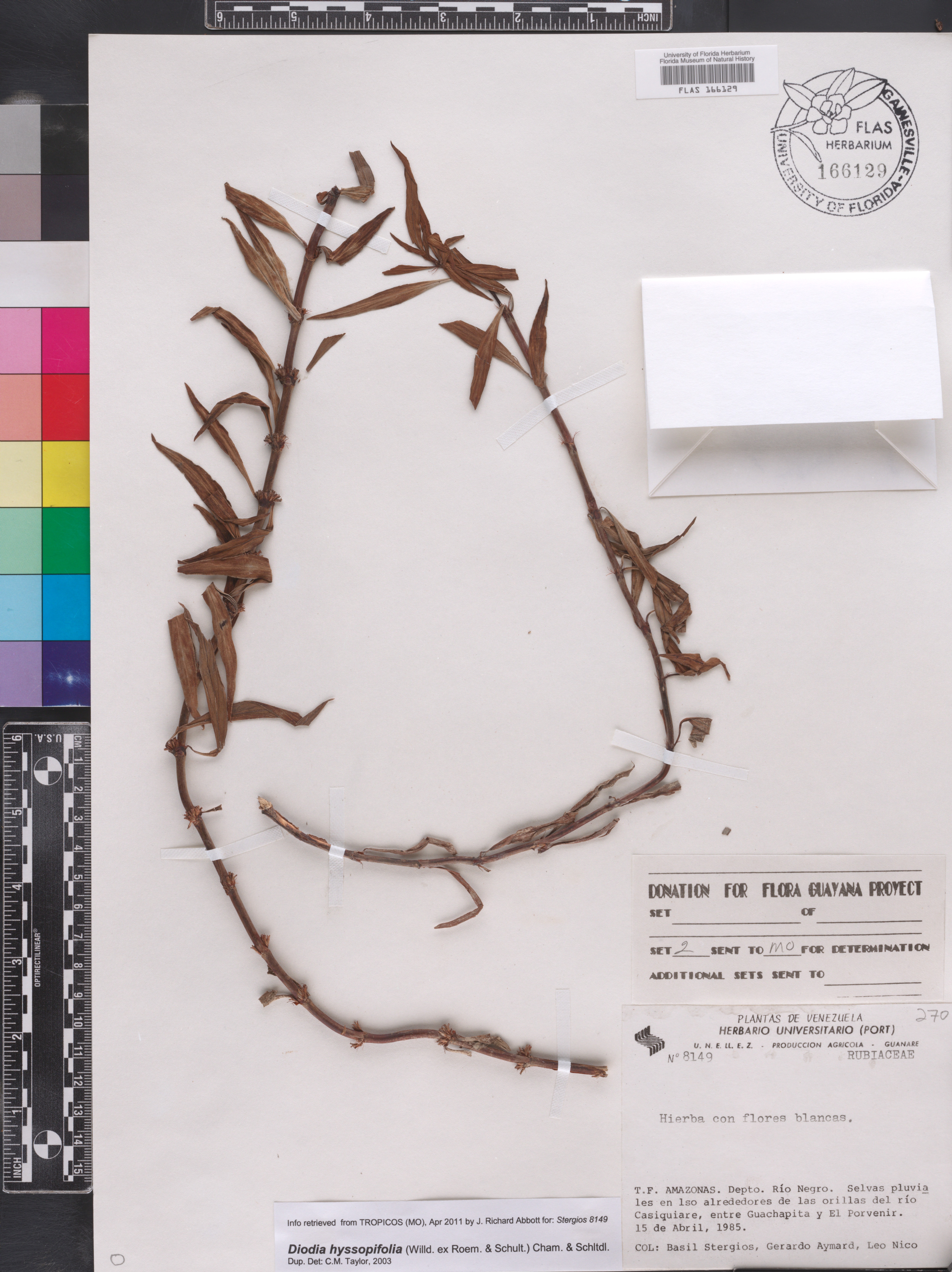 Spermacoce hyssopifolia image