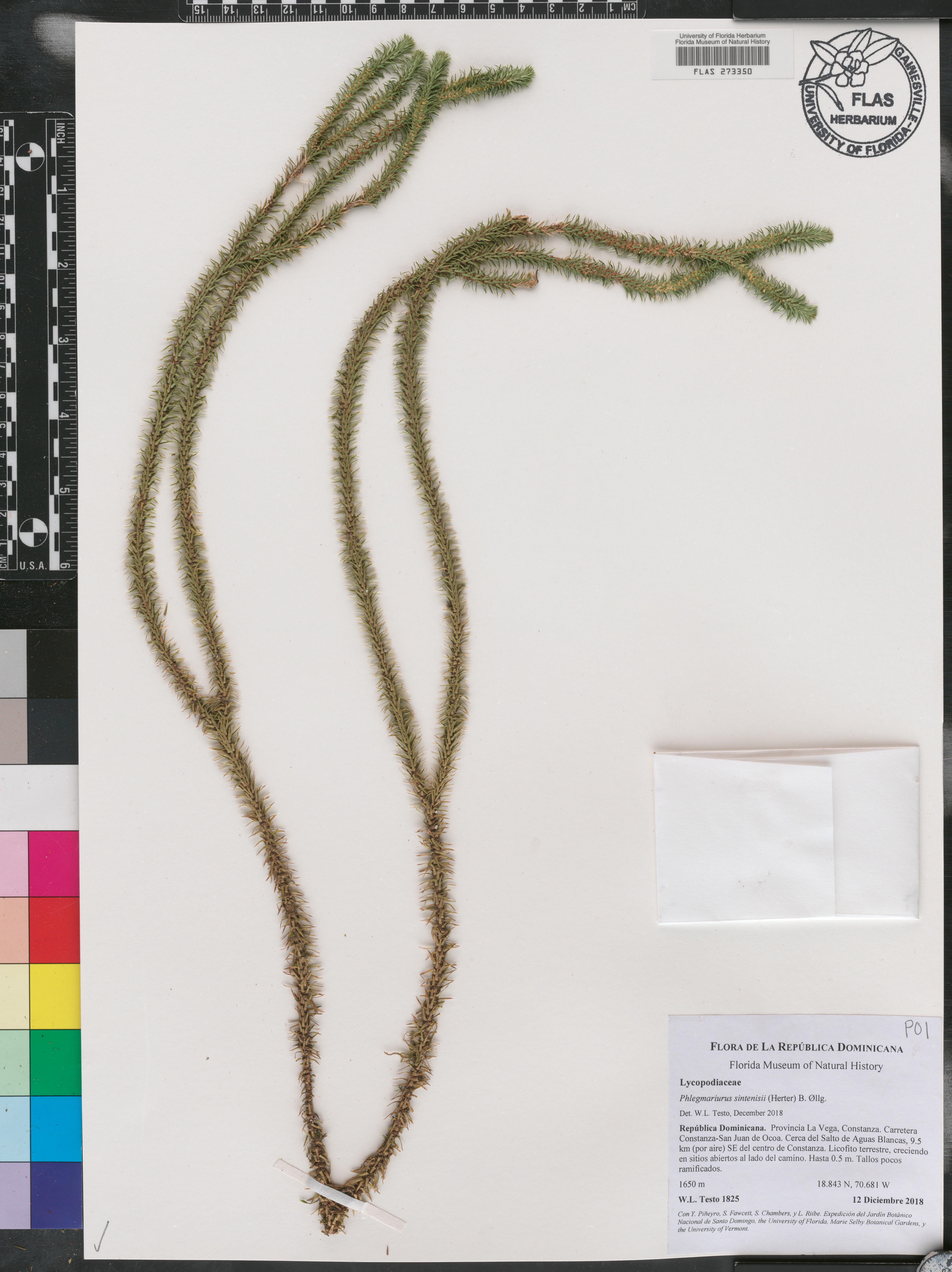 Phlegmariurus sintenisii image