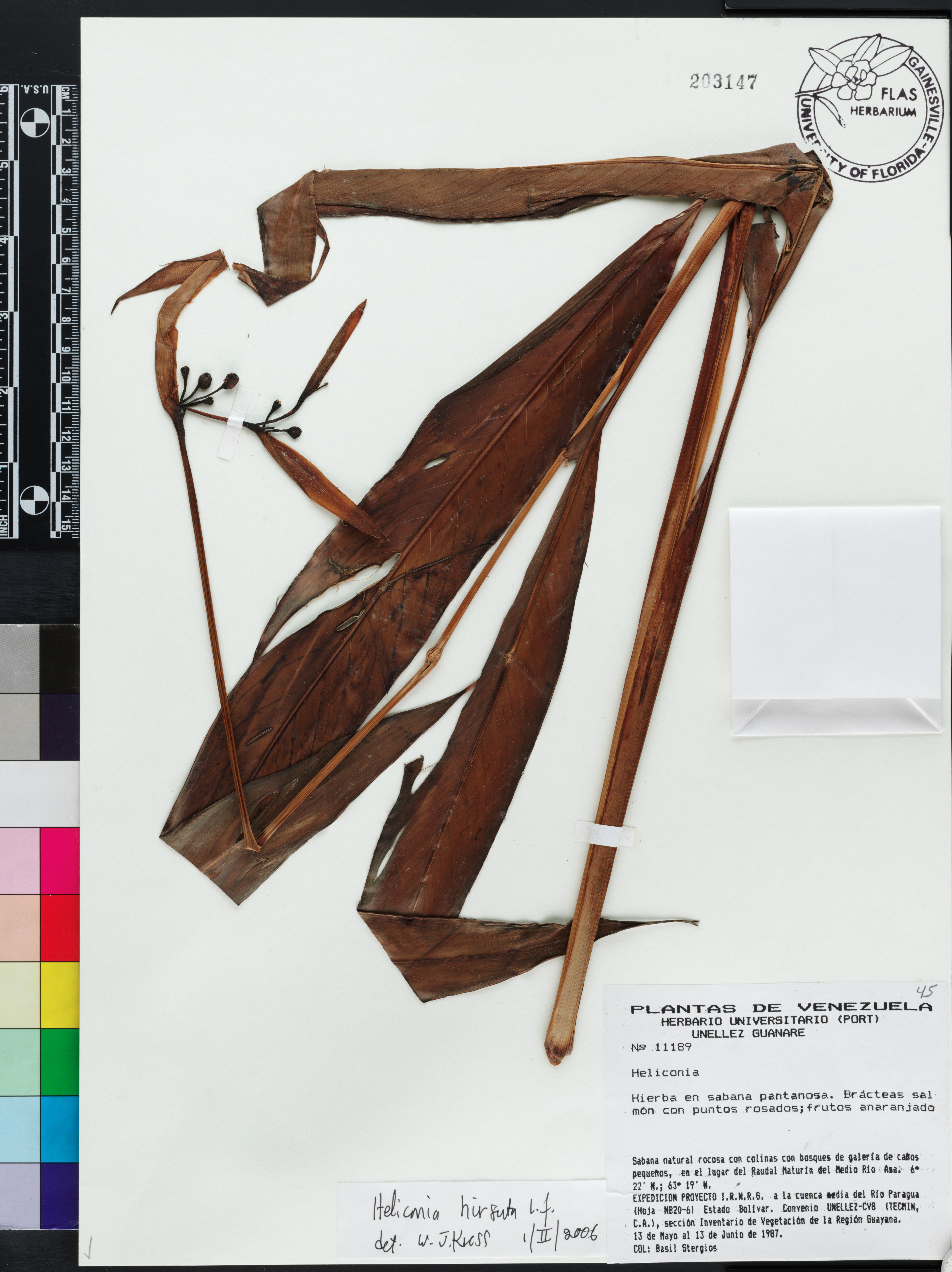 Heliconia hirsuta image