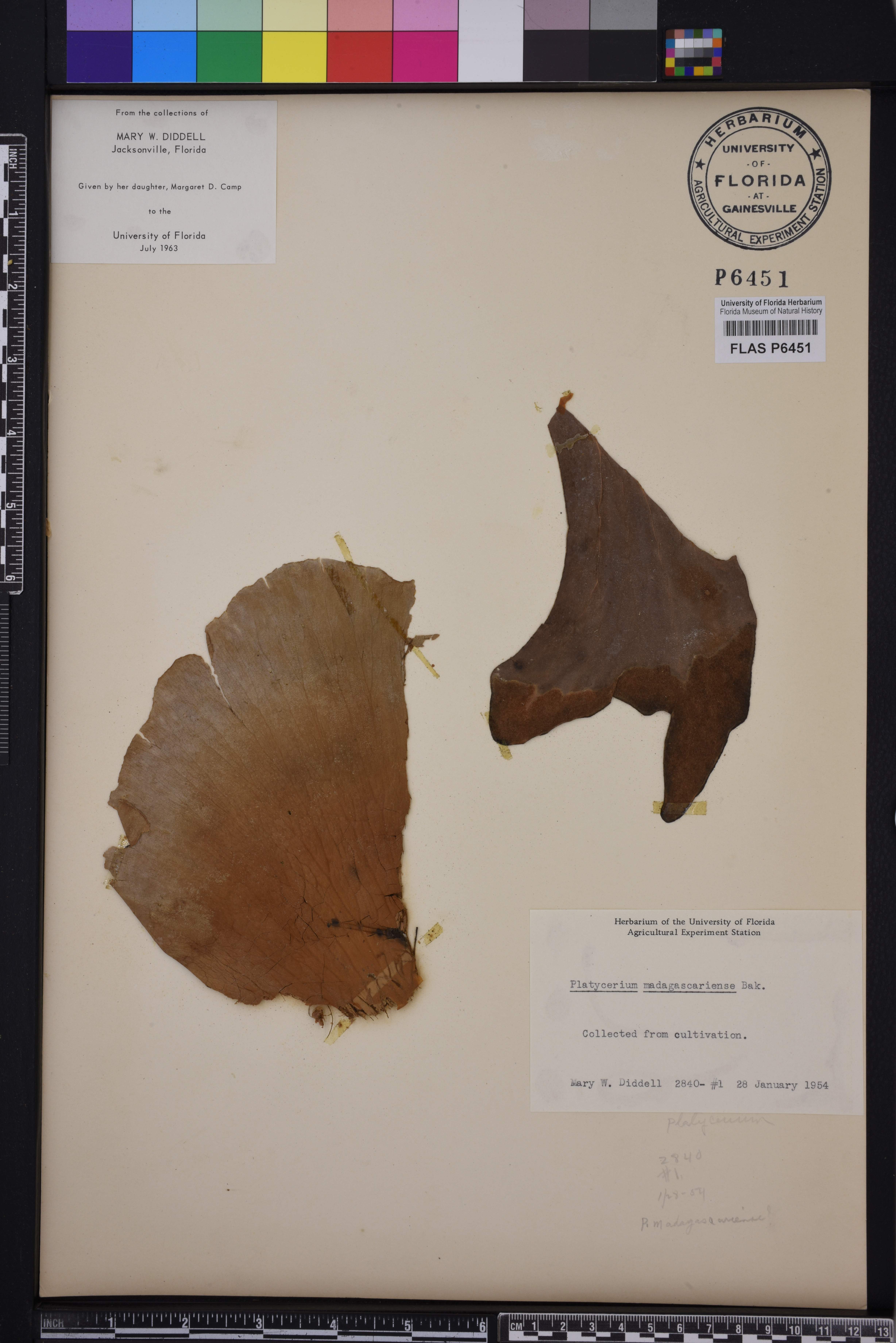Platycerium bifurcatum image