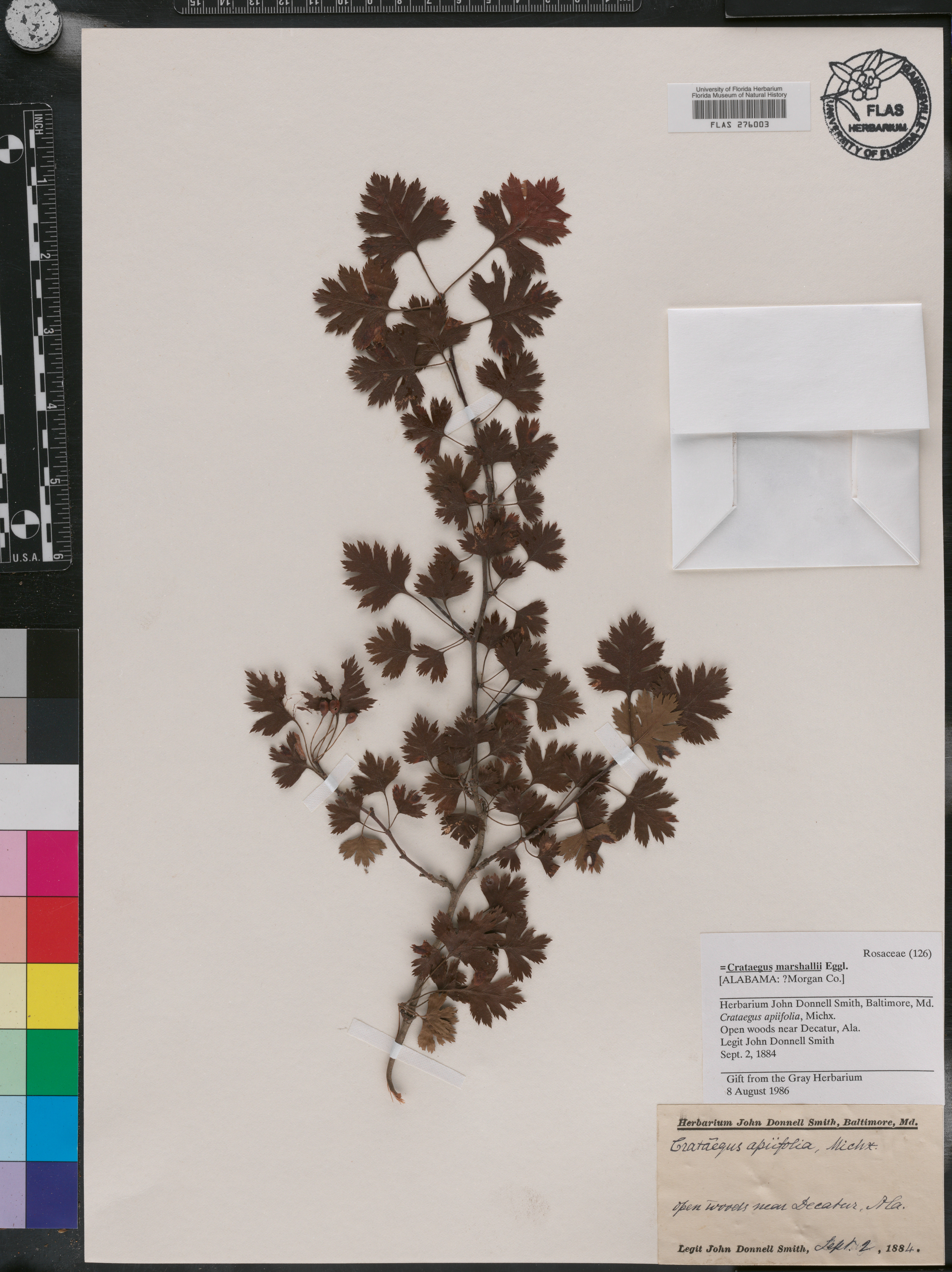 Crataegus marshallii image