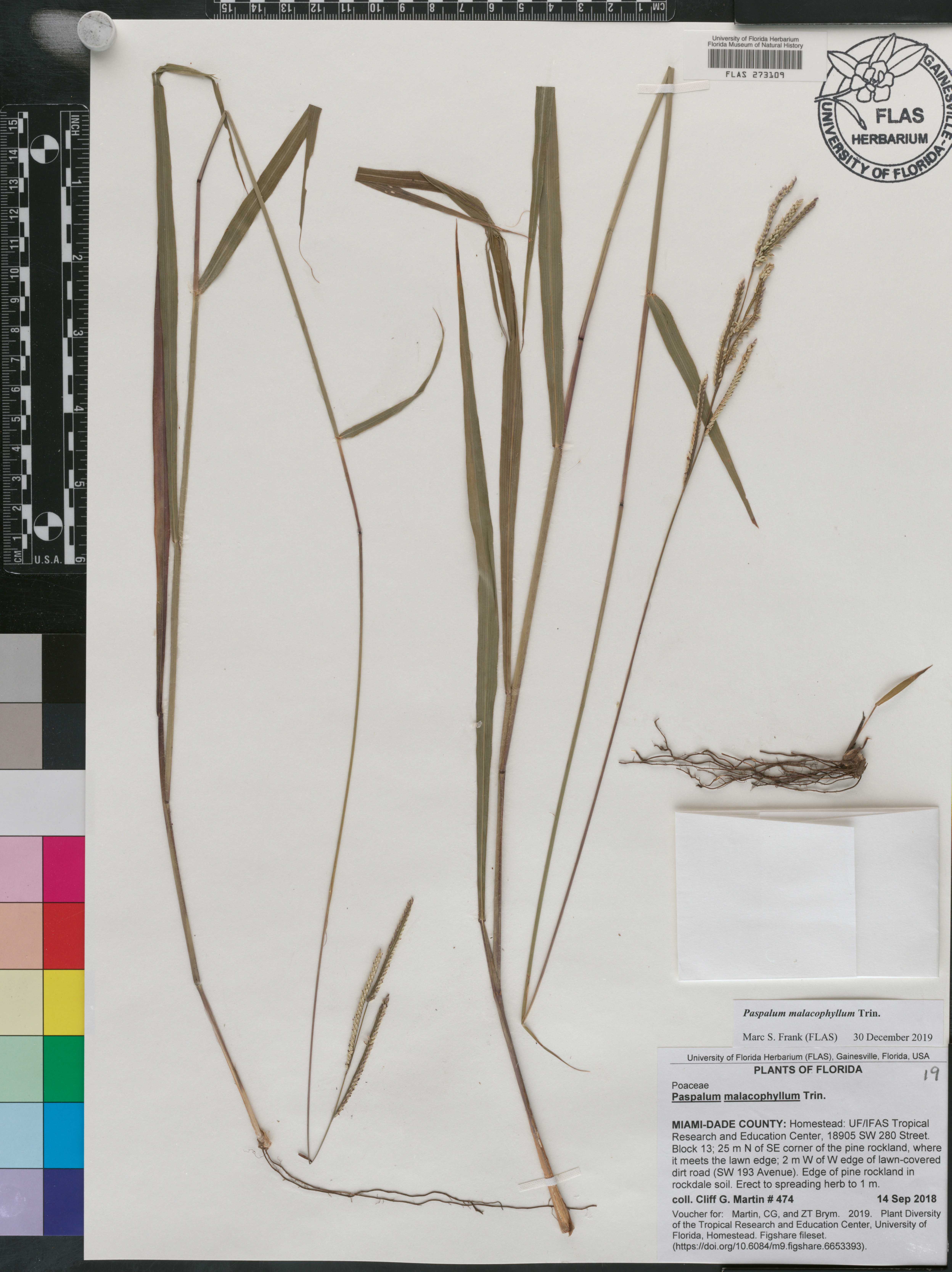 Paspalum malacophyllum image