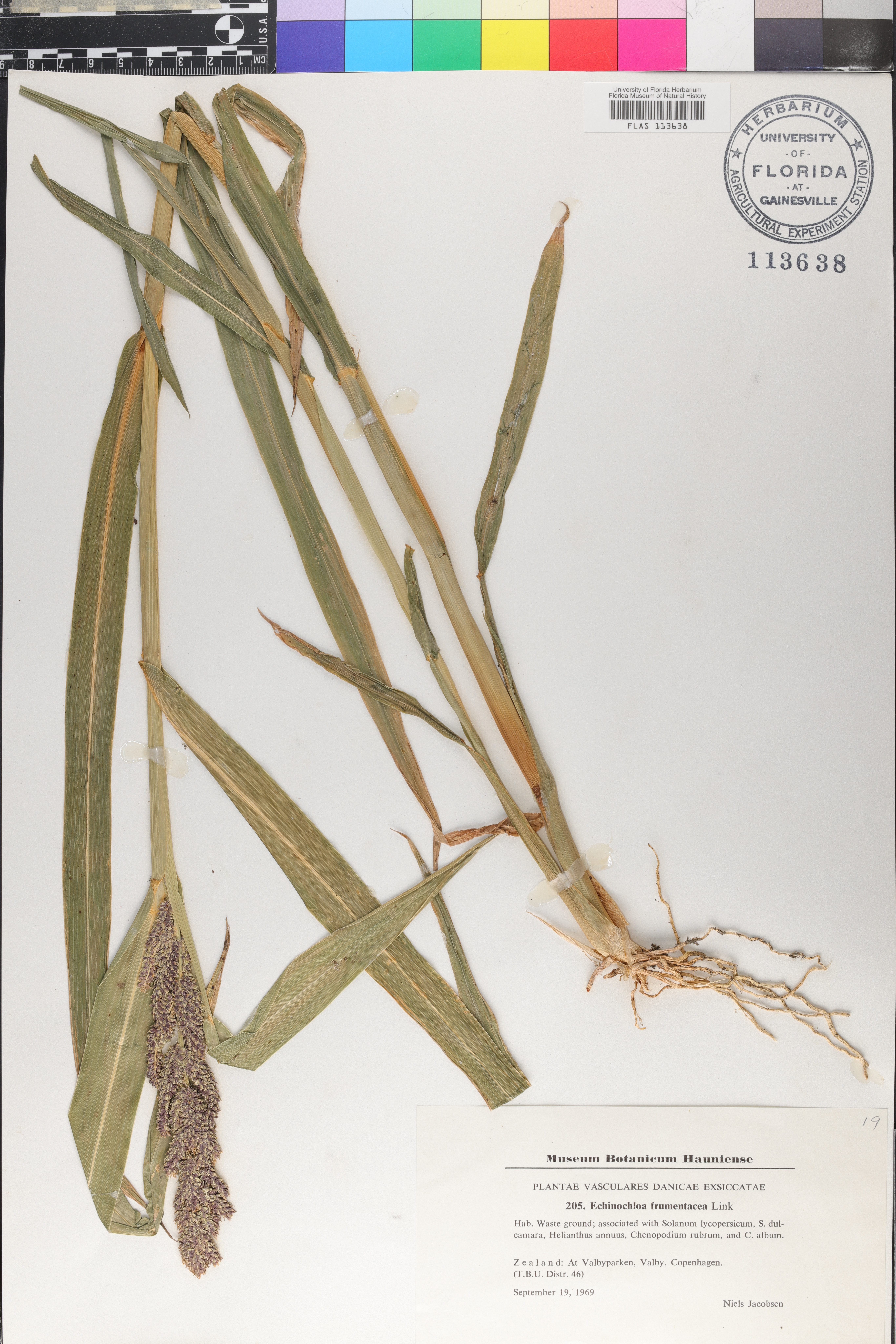 Echinochloa frumentacea image