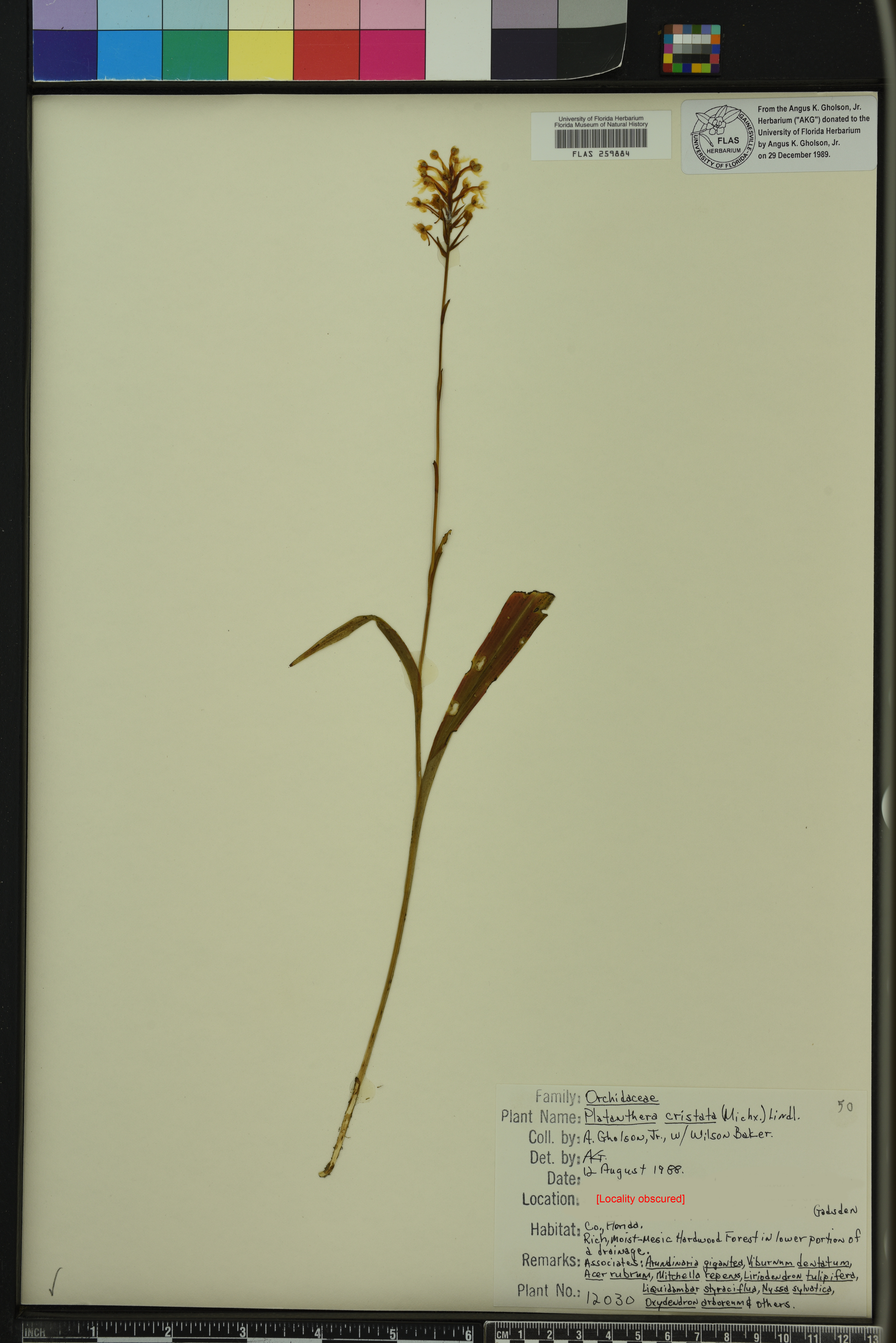 Platanthera cristata image