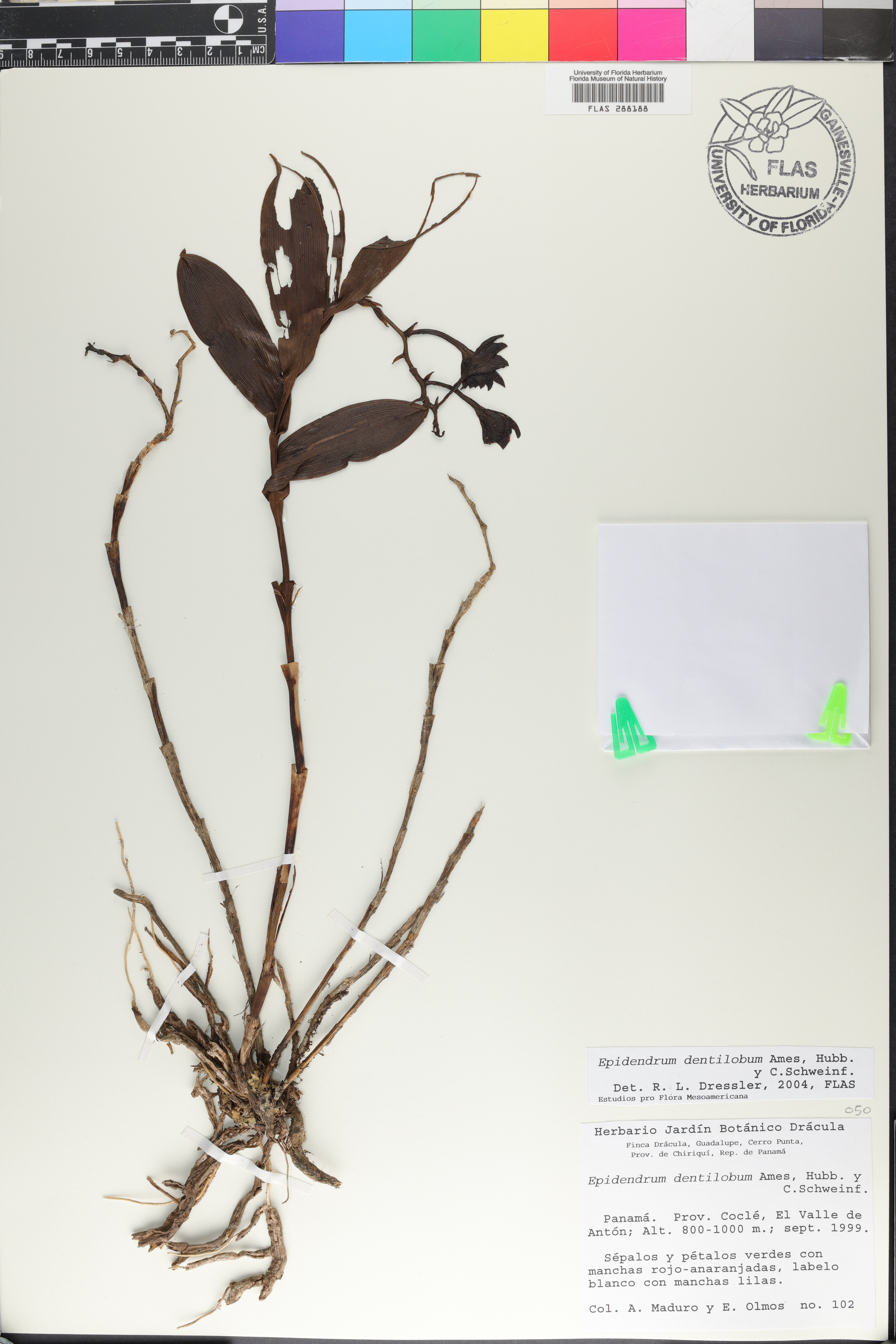 Epidendrum dentilobum Ames, F.T.Hubb. & C.Schweinf.