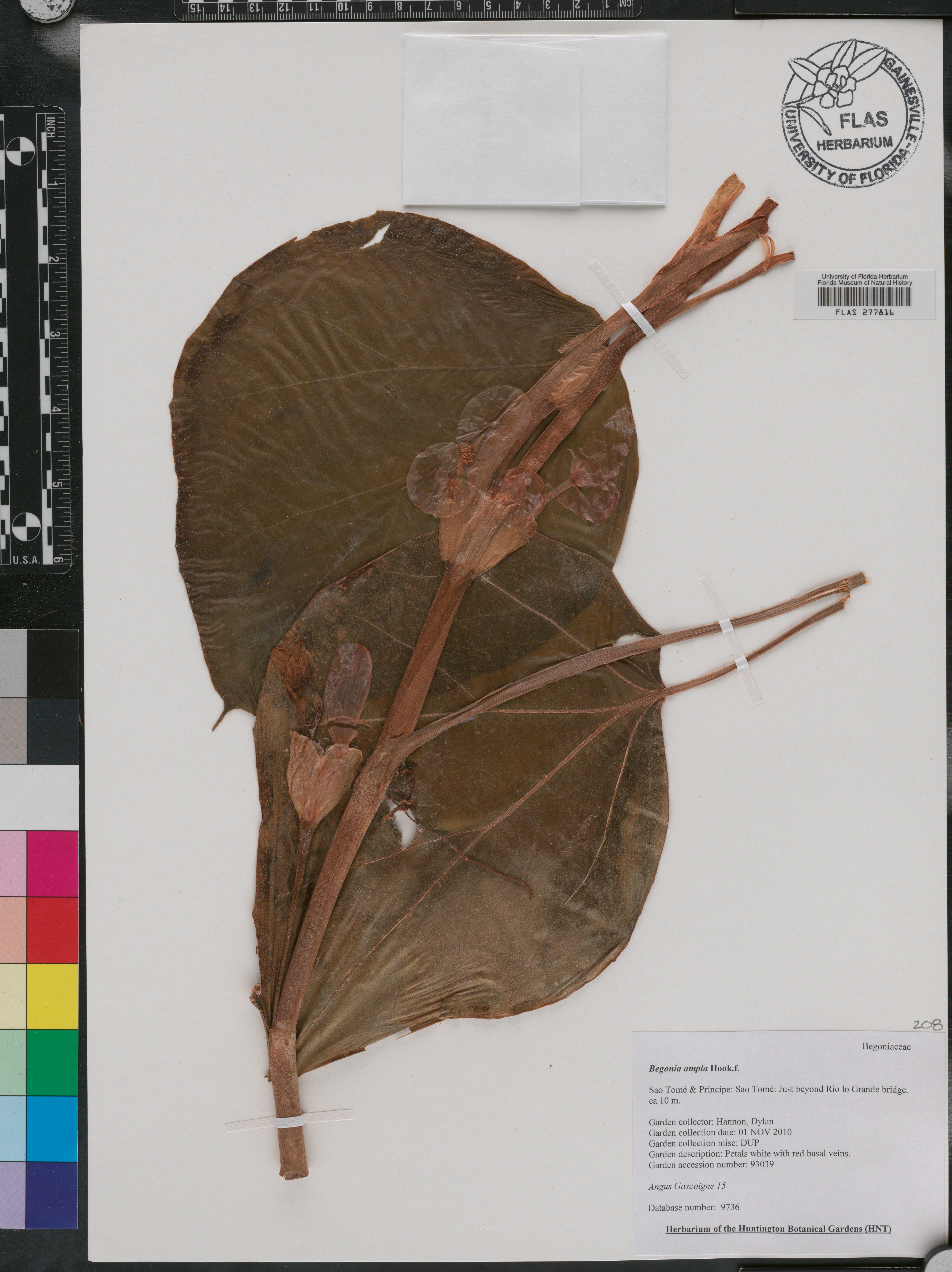Begonia ampla image