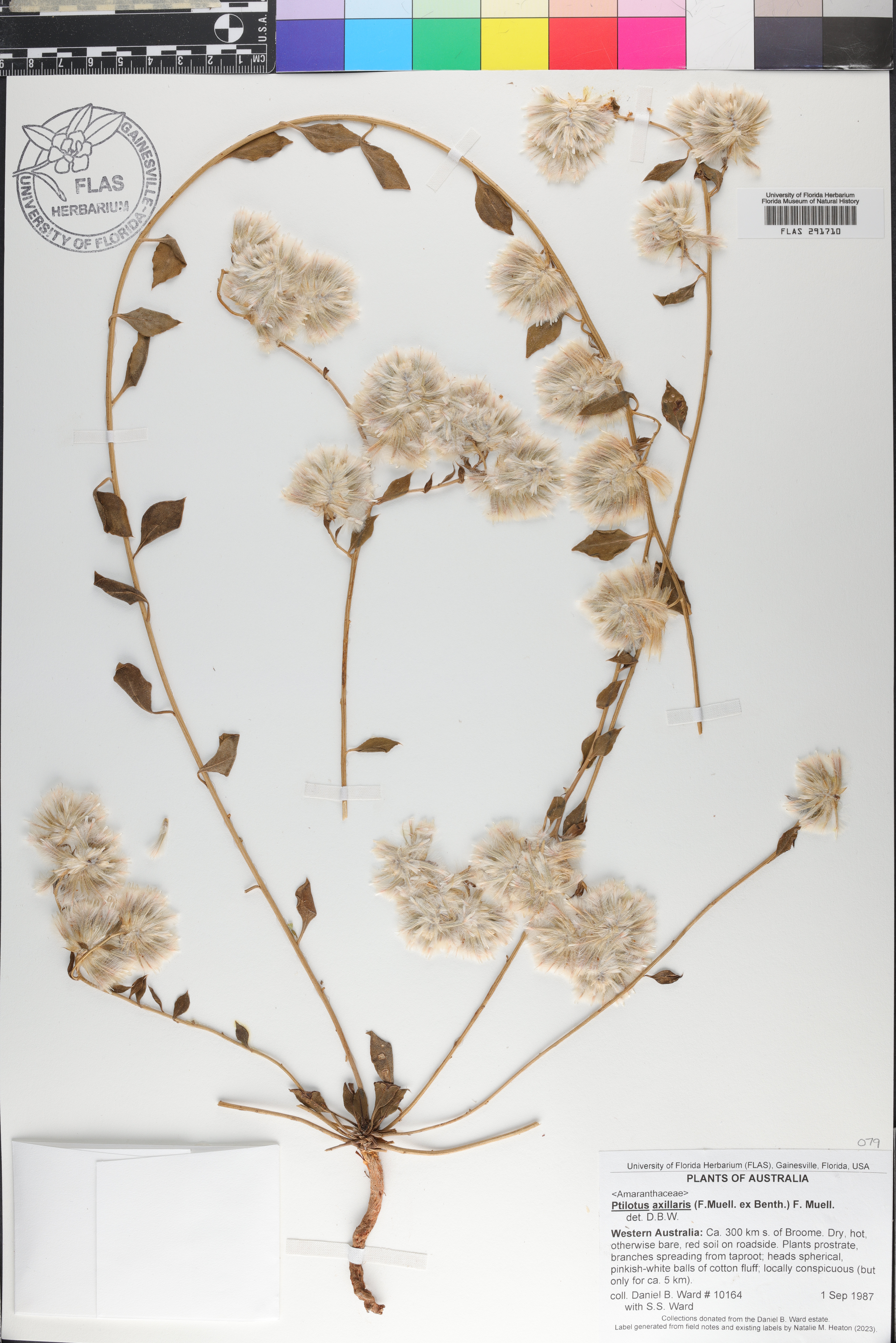 Ptilotus axillaris image