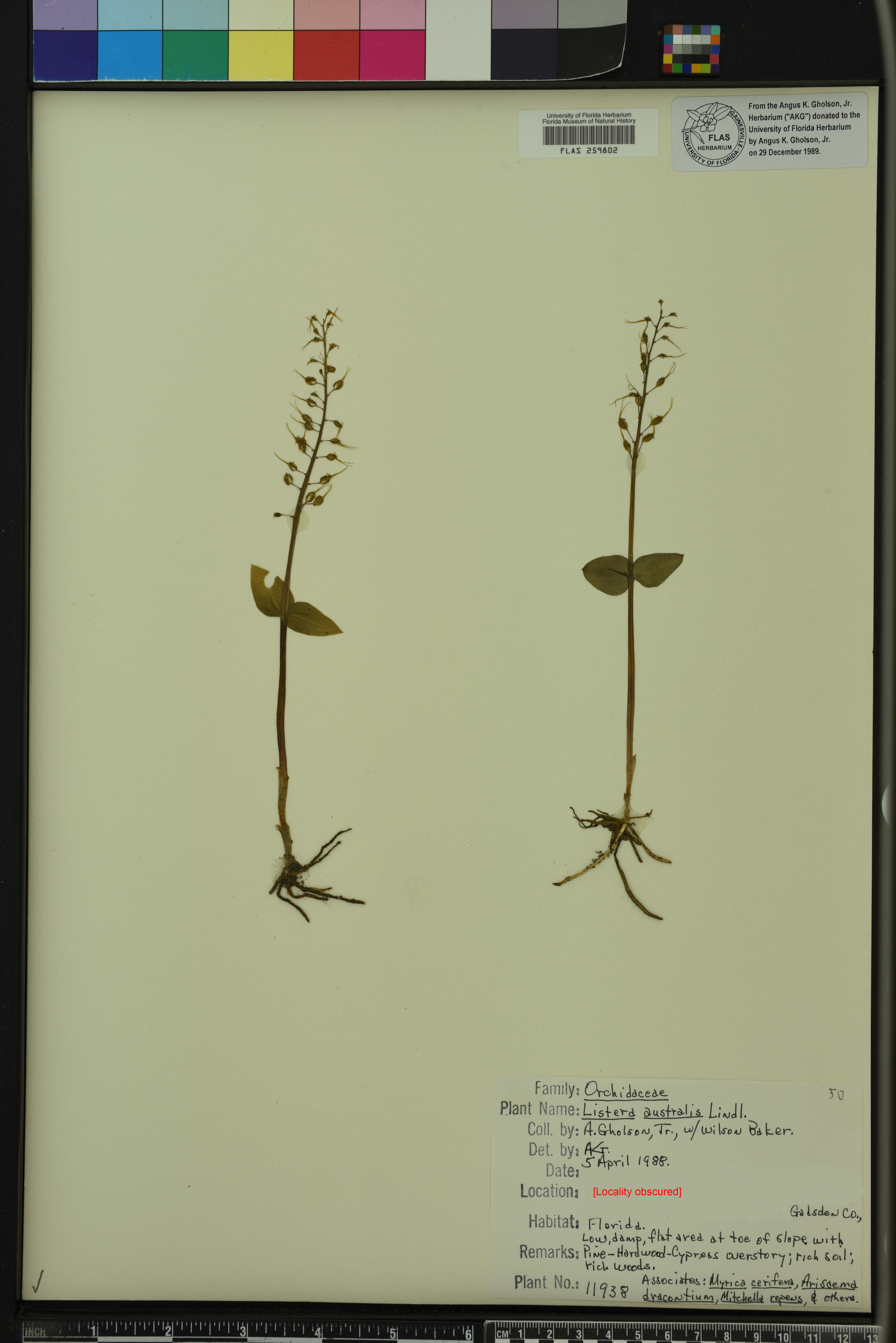 Listera australis image