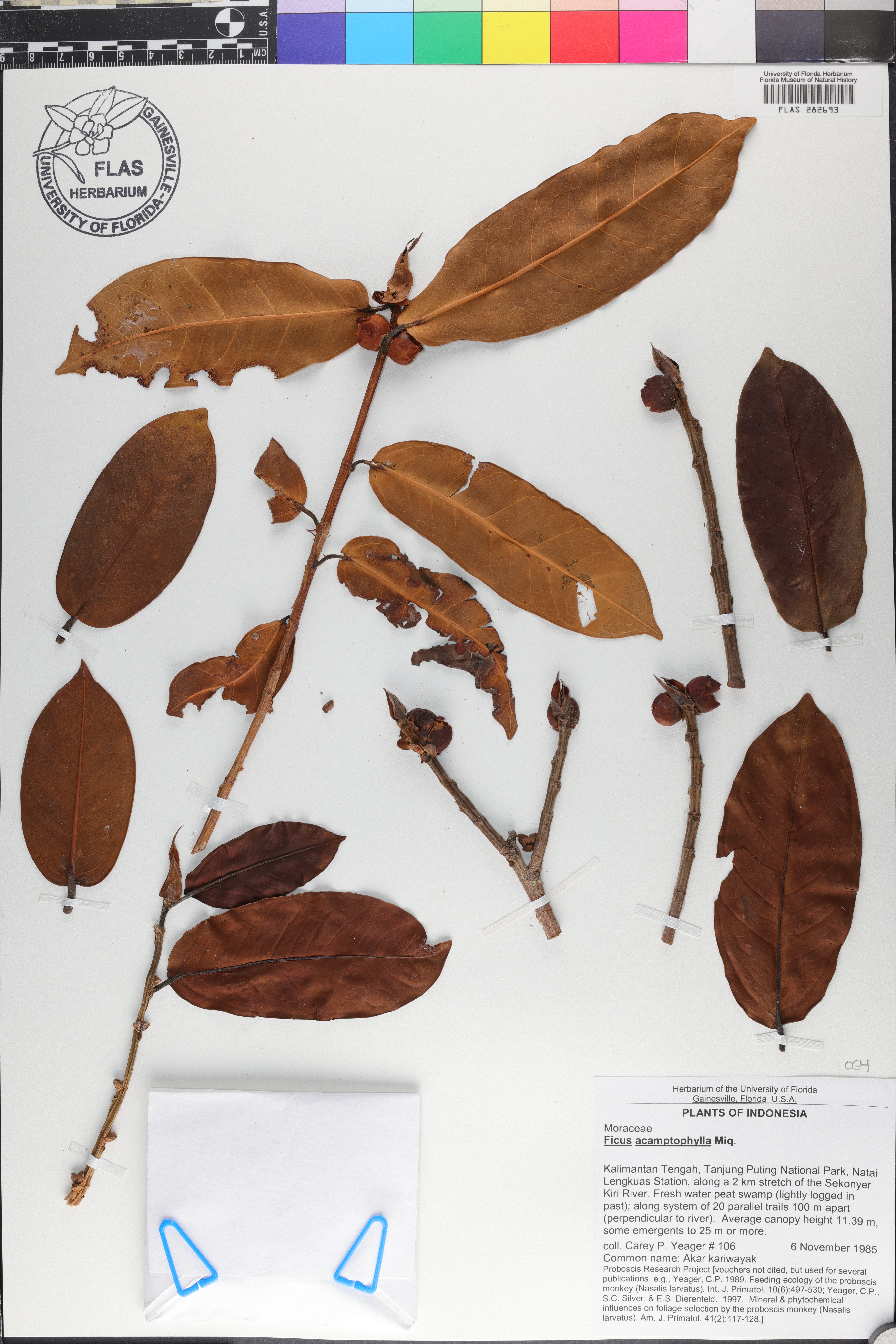 Ficus acamptophylla image
