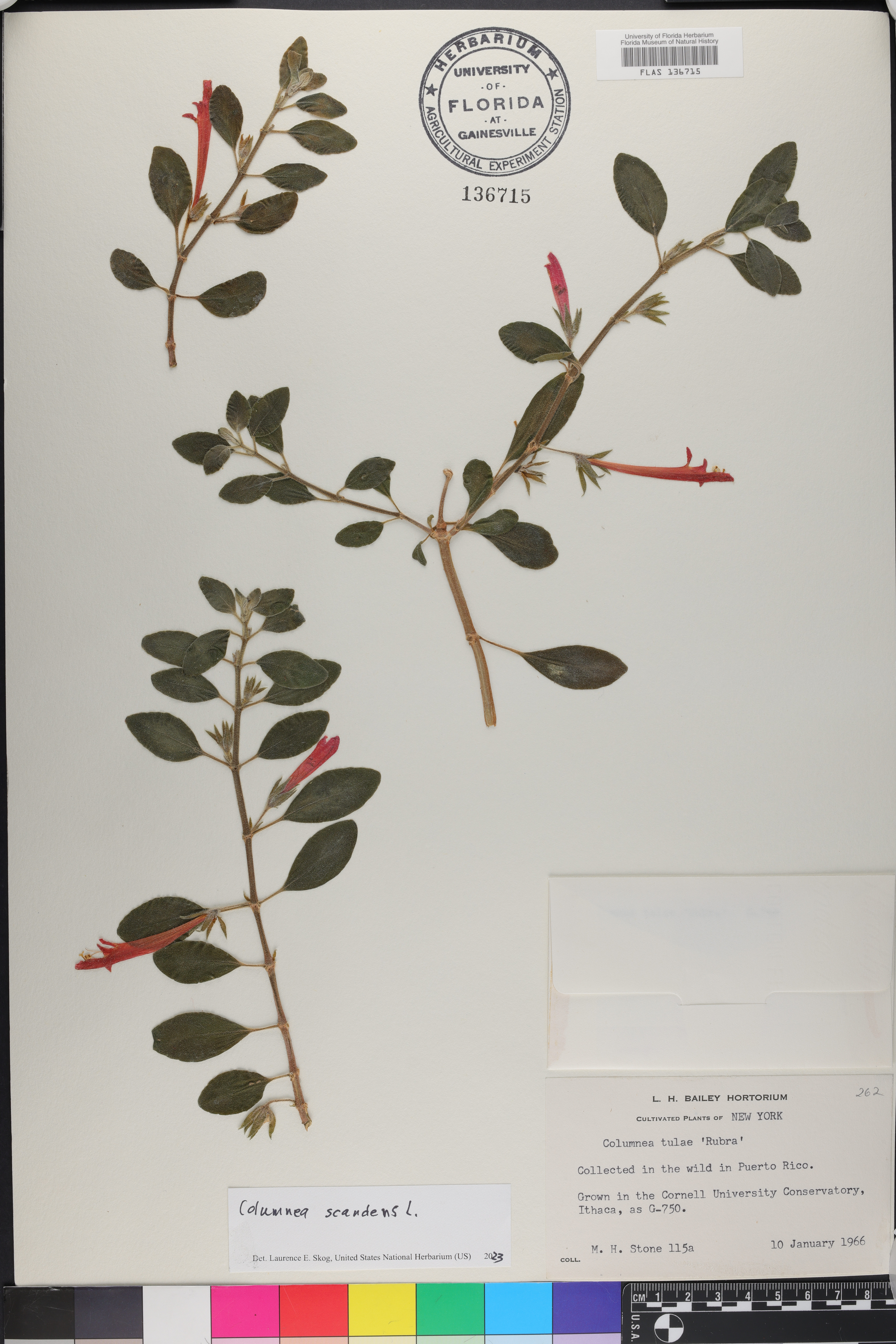 Columnea scandens image