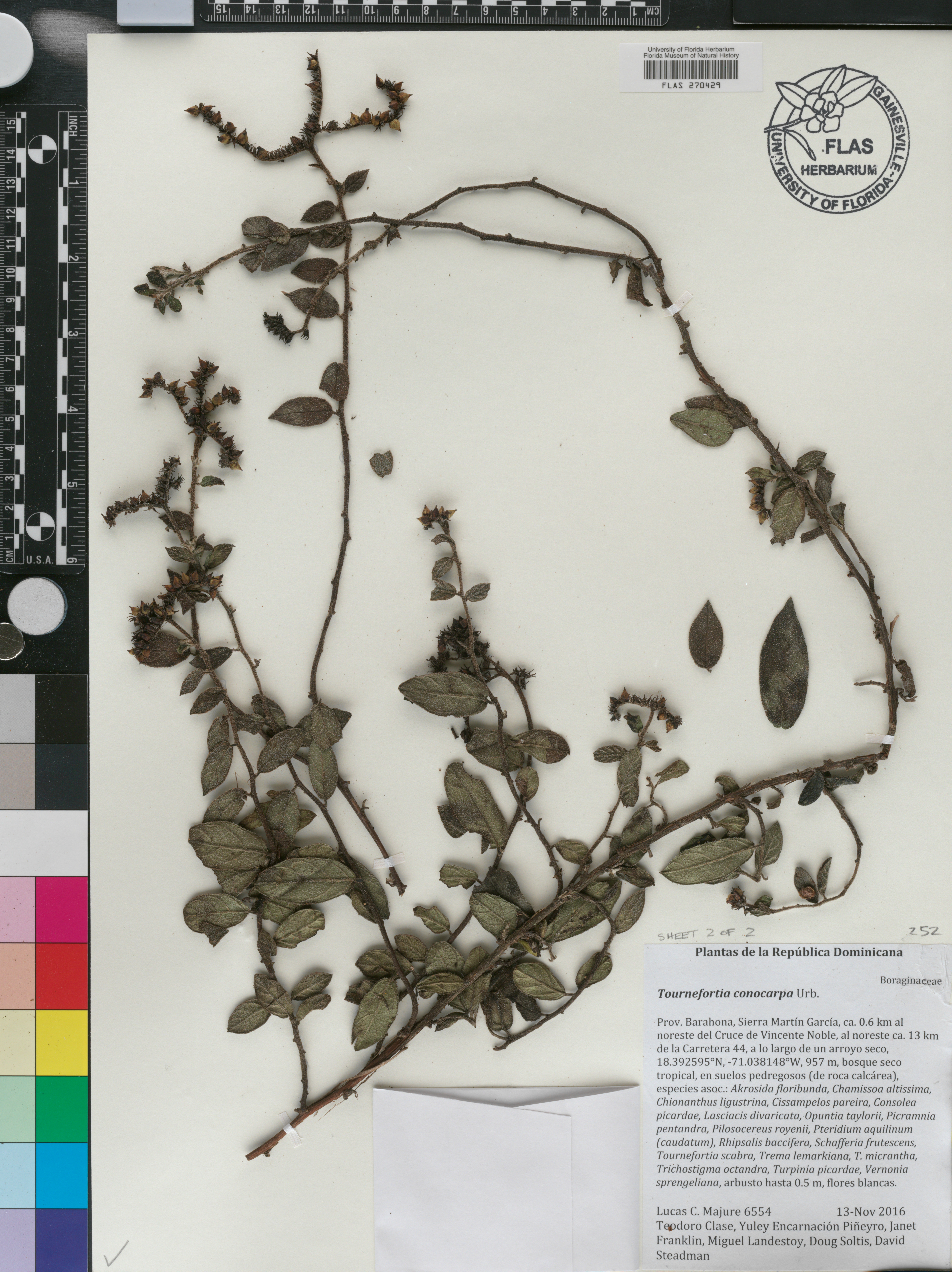 Tournefortia conocarpa image
