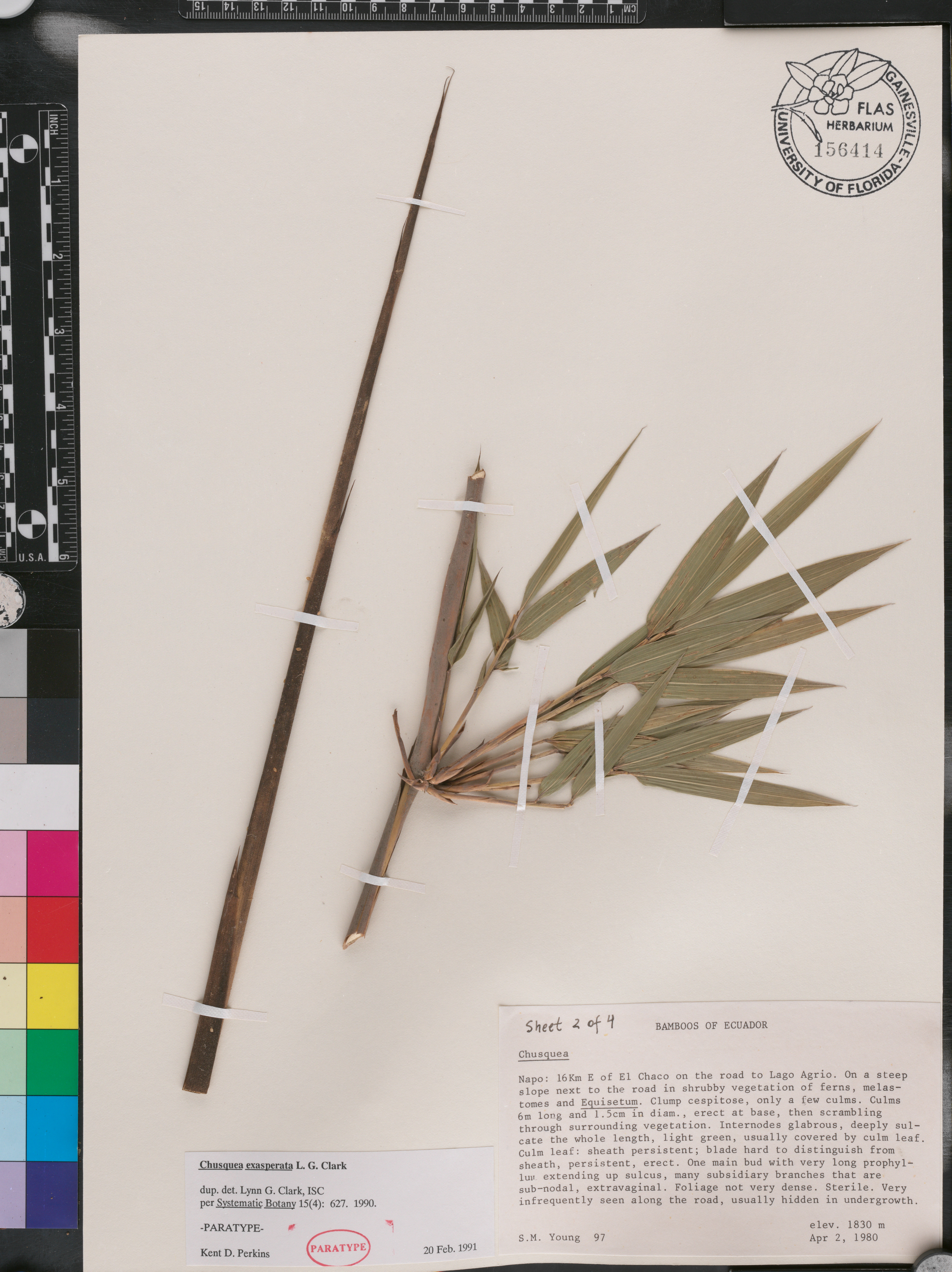 Chusquea exasperata image