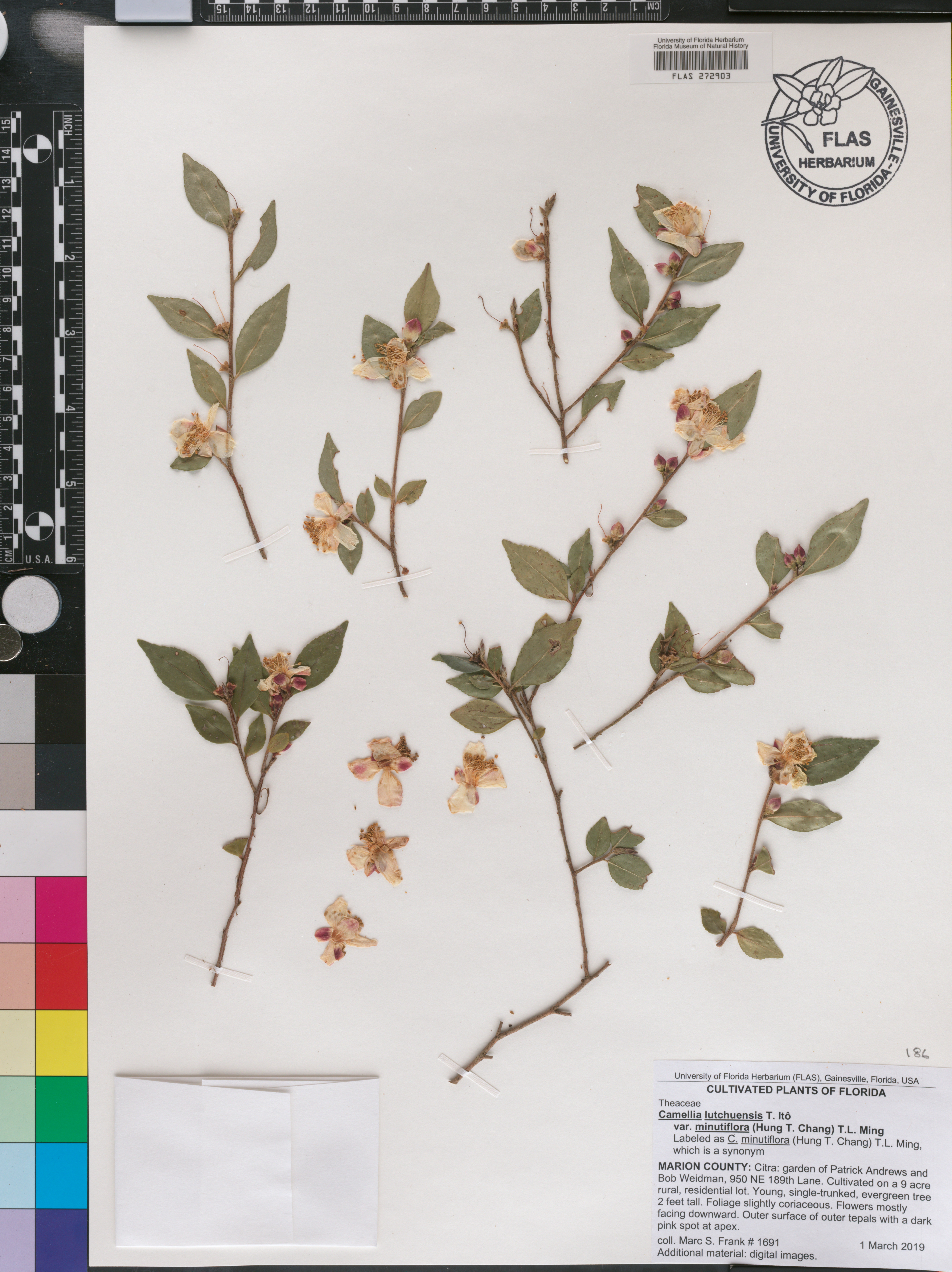 Camellia lutchuensis var. minutiflora image