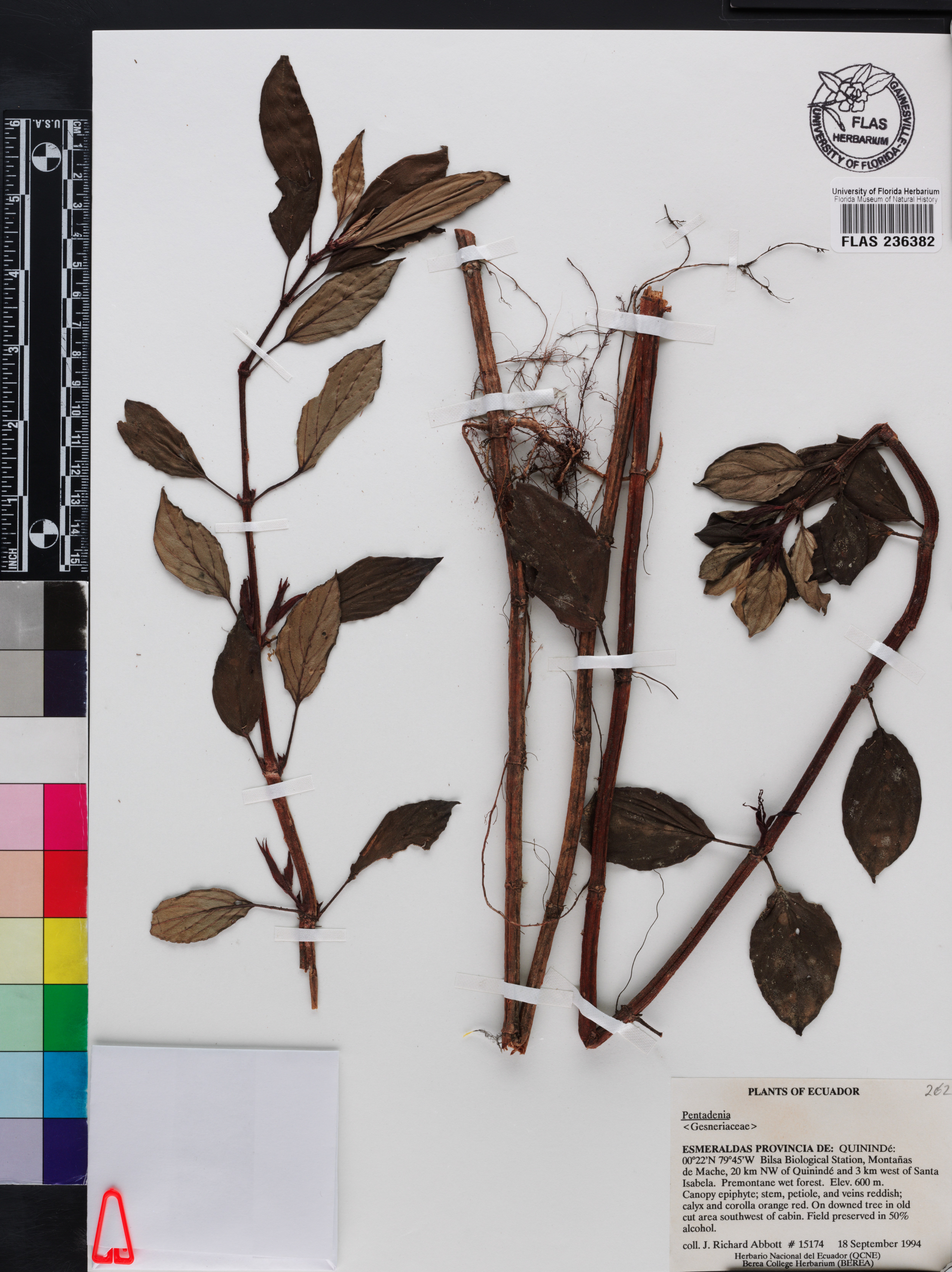 Columnea angustata image