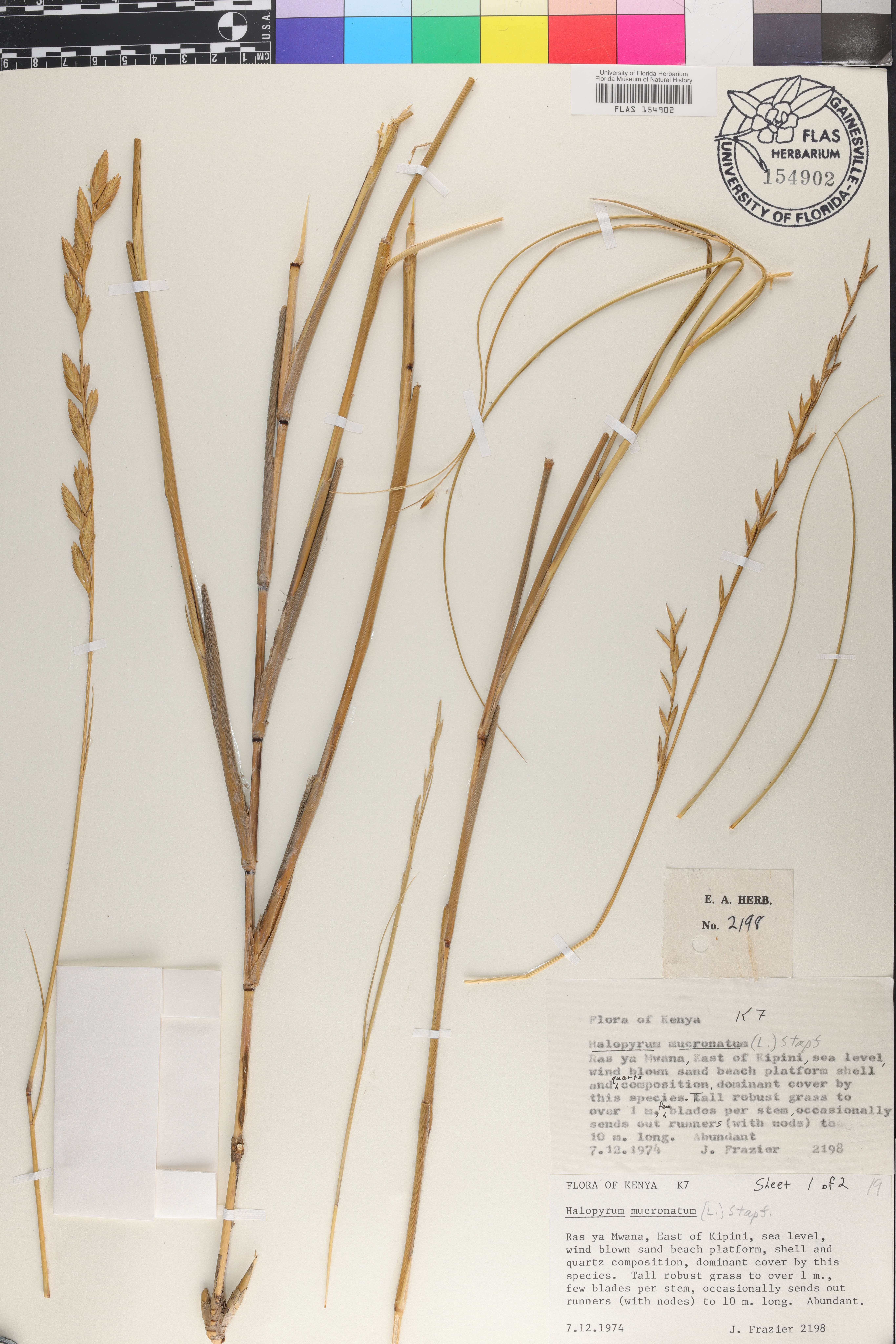 Halopyrum mucronatum image