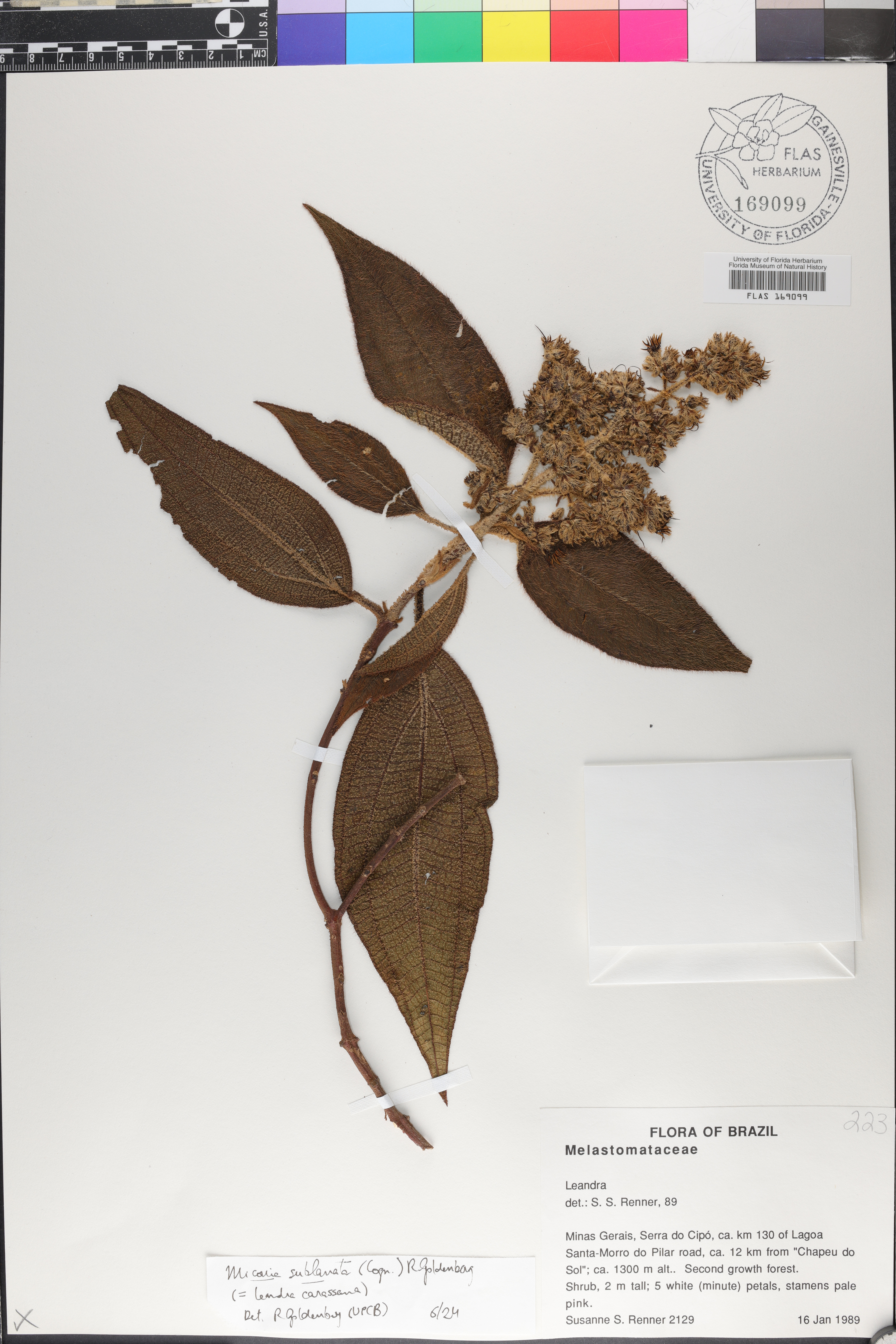Miconia sublanata image