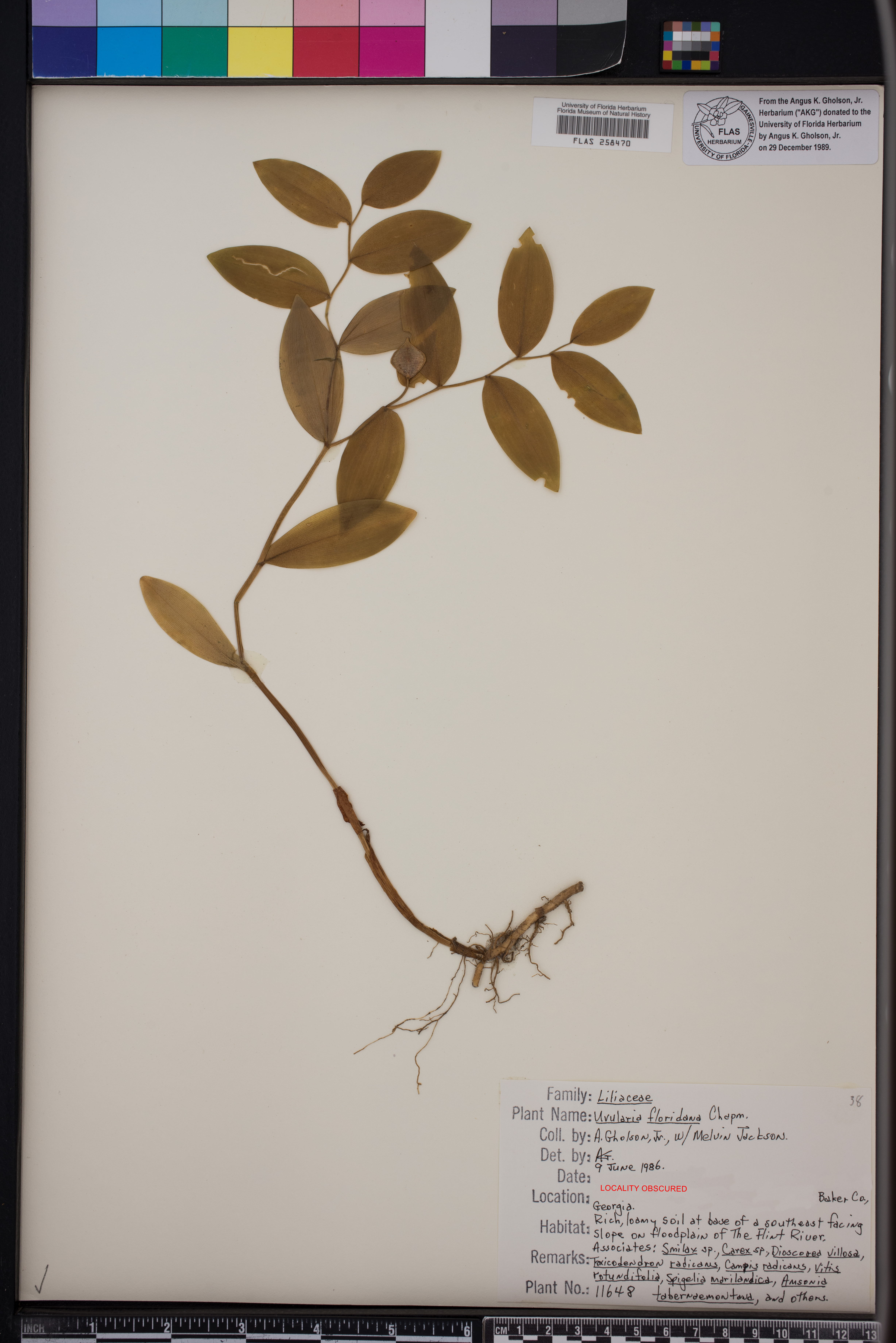 Uvularia floridana image