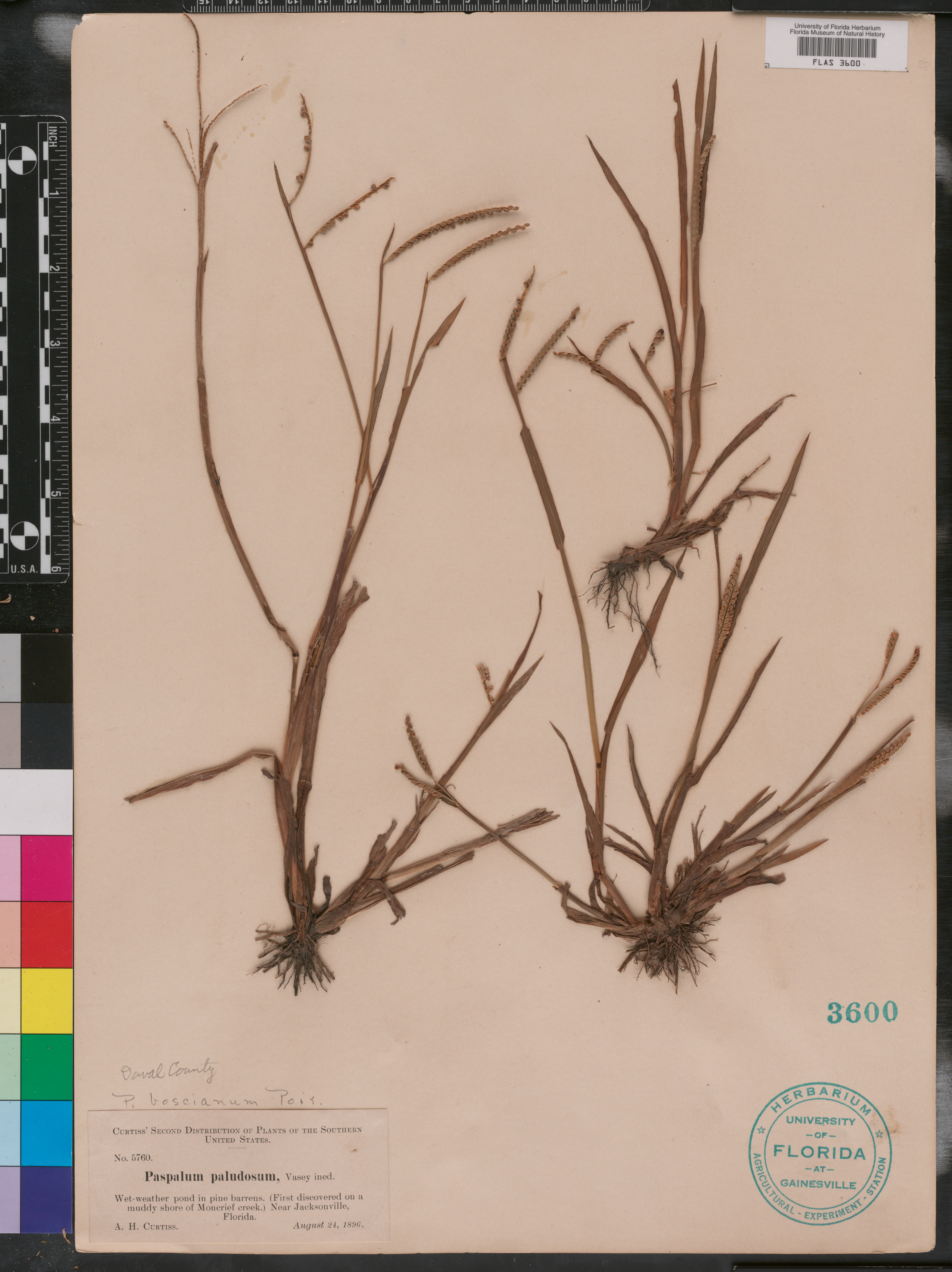Paspalum paludosum image