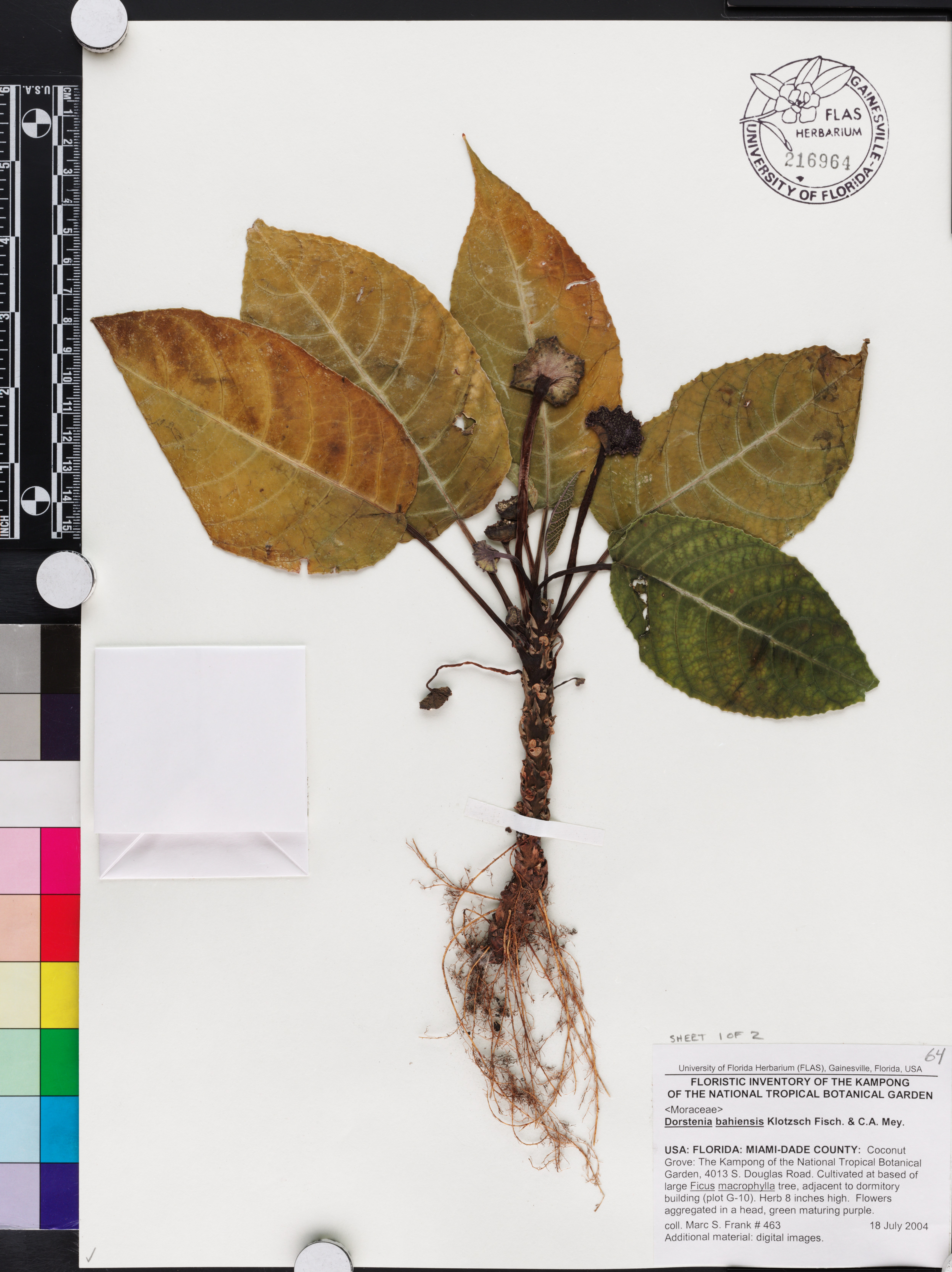 Dorstenia bahiensis image