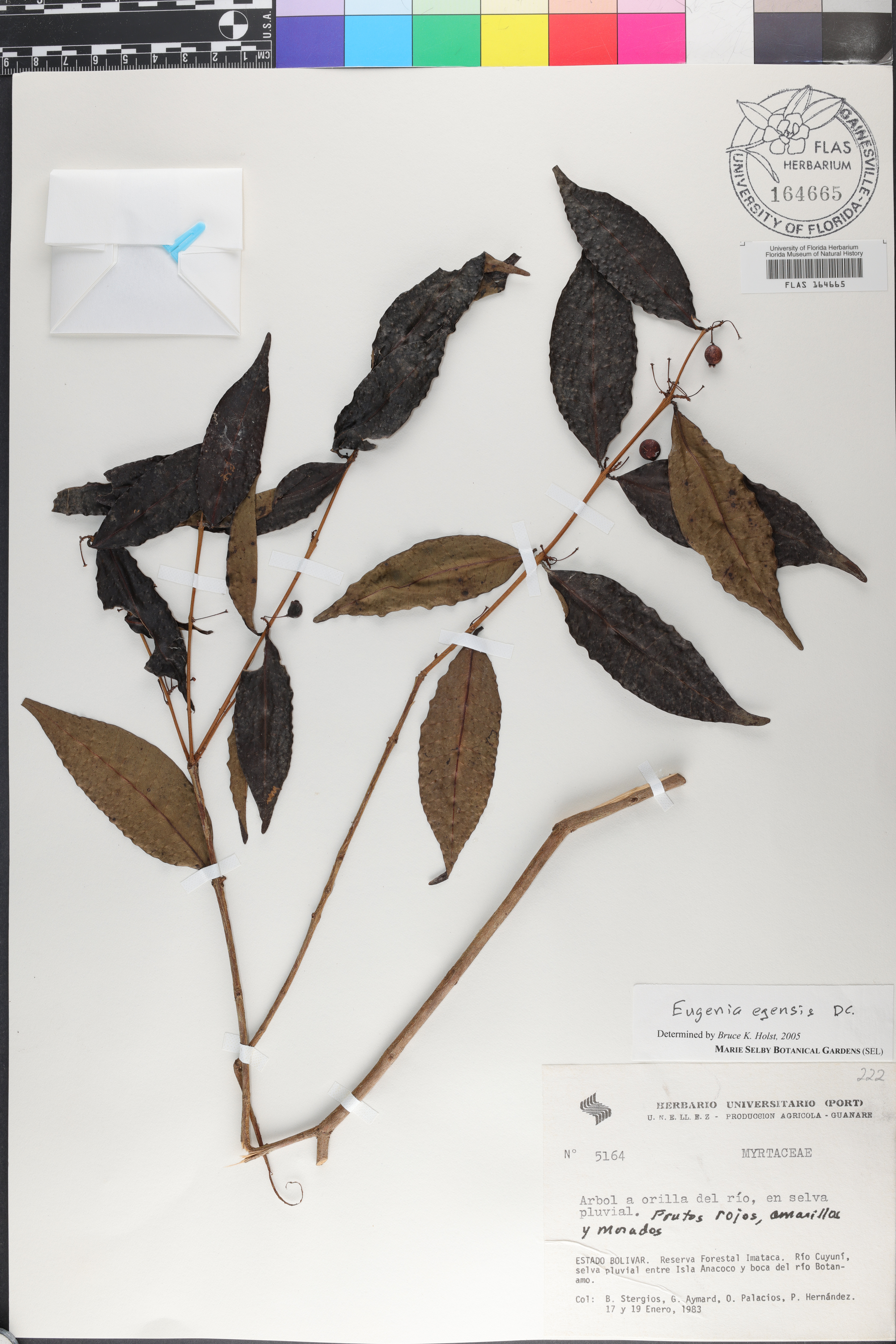 Eugenia egensis image