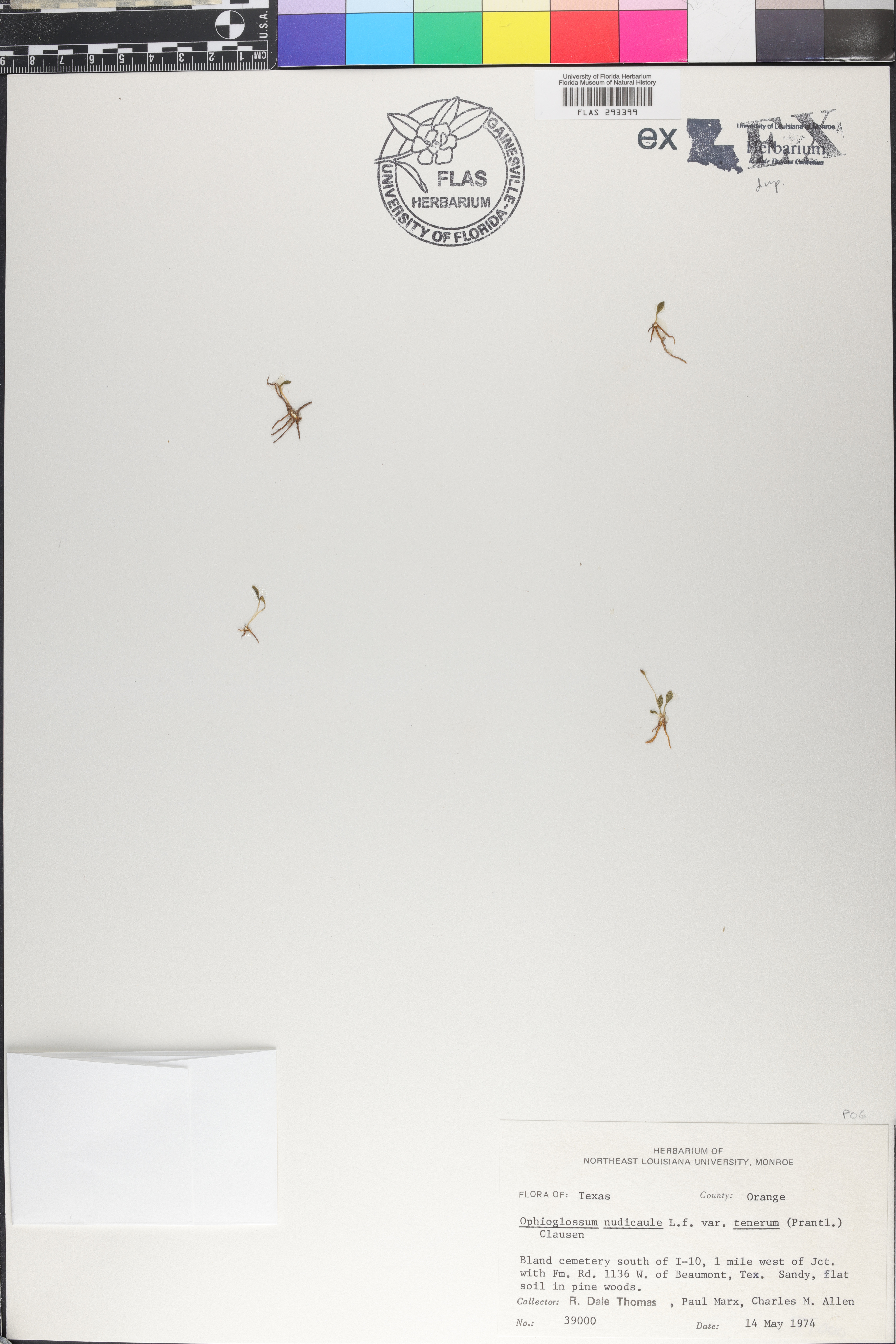 Ophioglossum nudicaule image